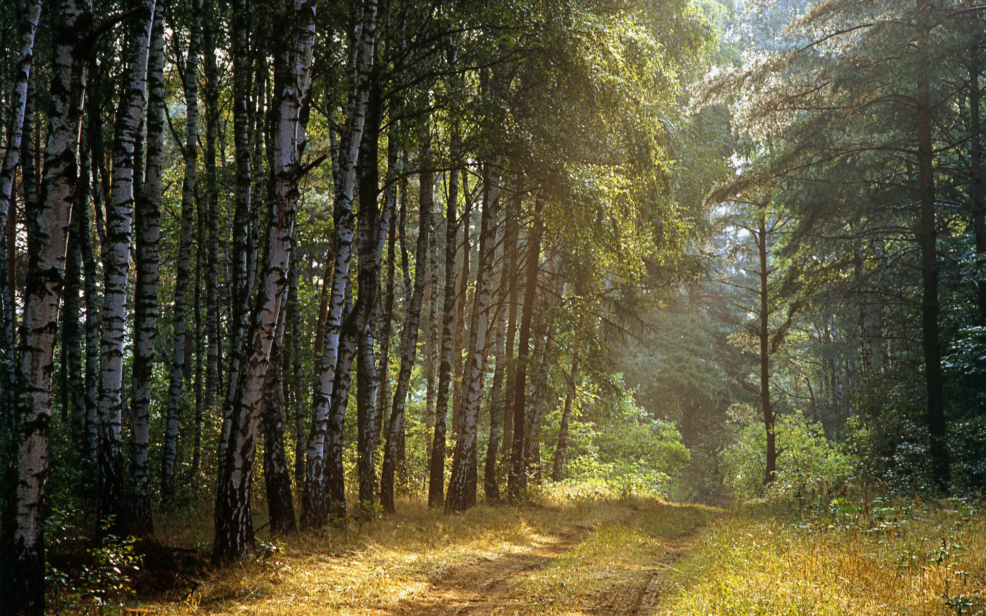 Обои дорога, деревья, лес, лучи, березы, road, trees, forest, rays, birch разрешение 1920x1200 Загрузить