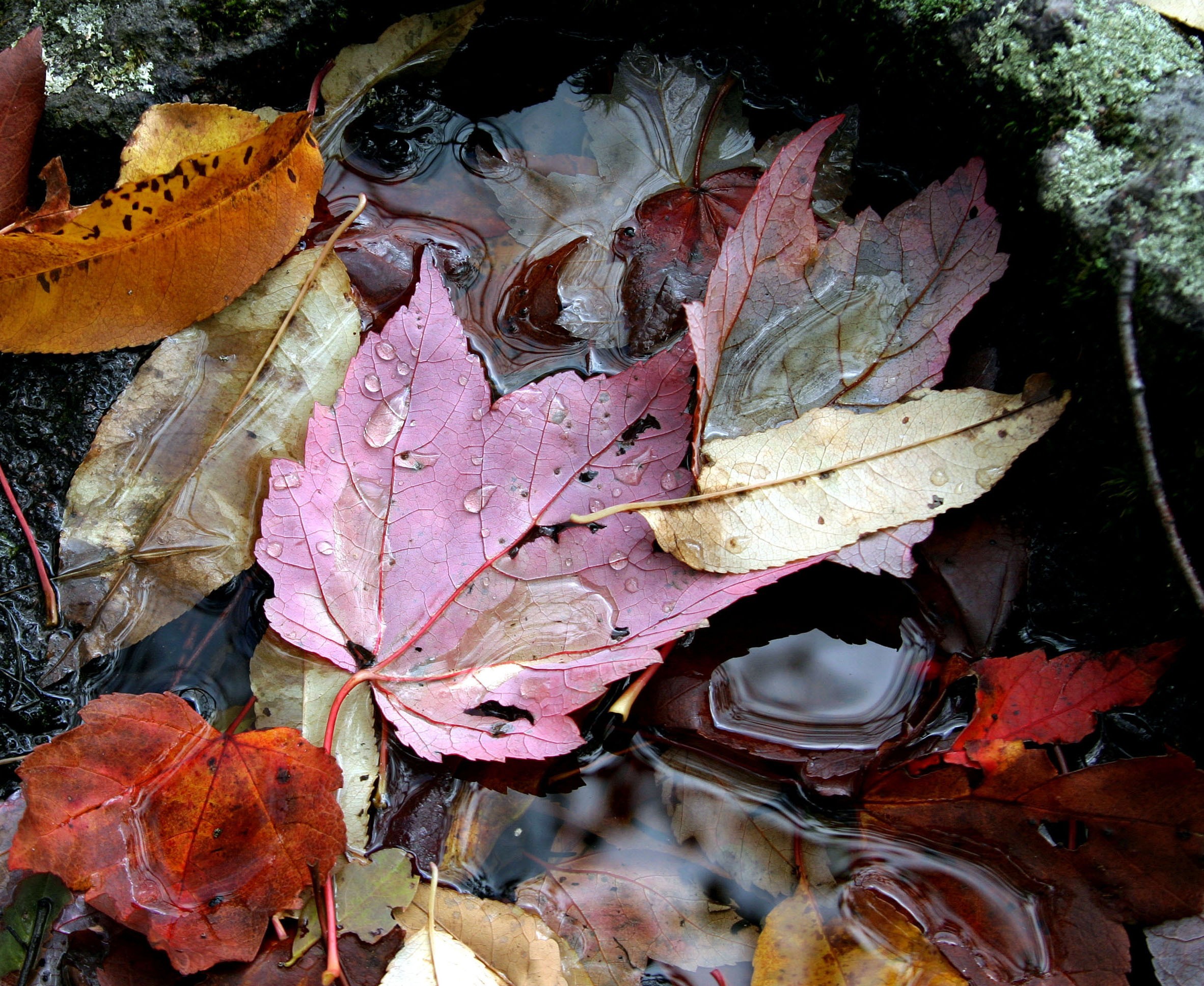 природа листья лужа осень бесплатно
