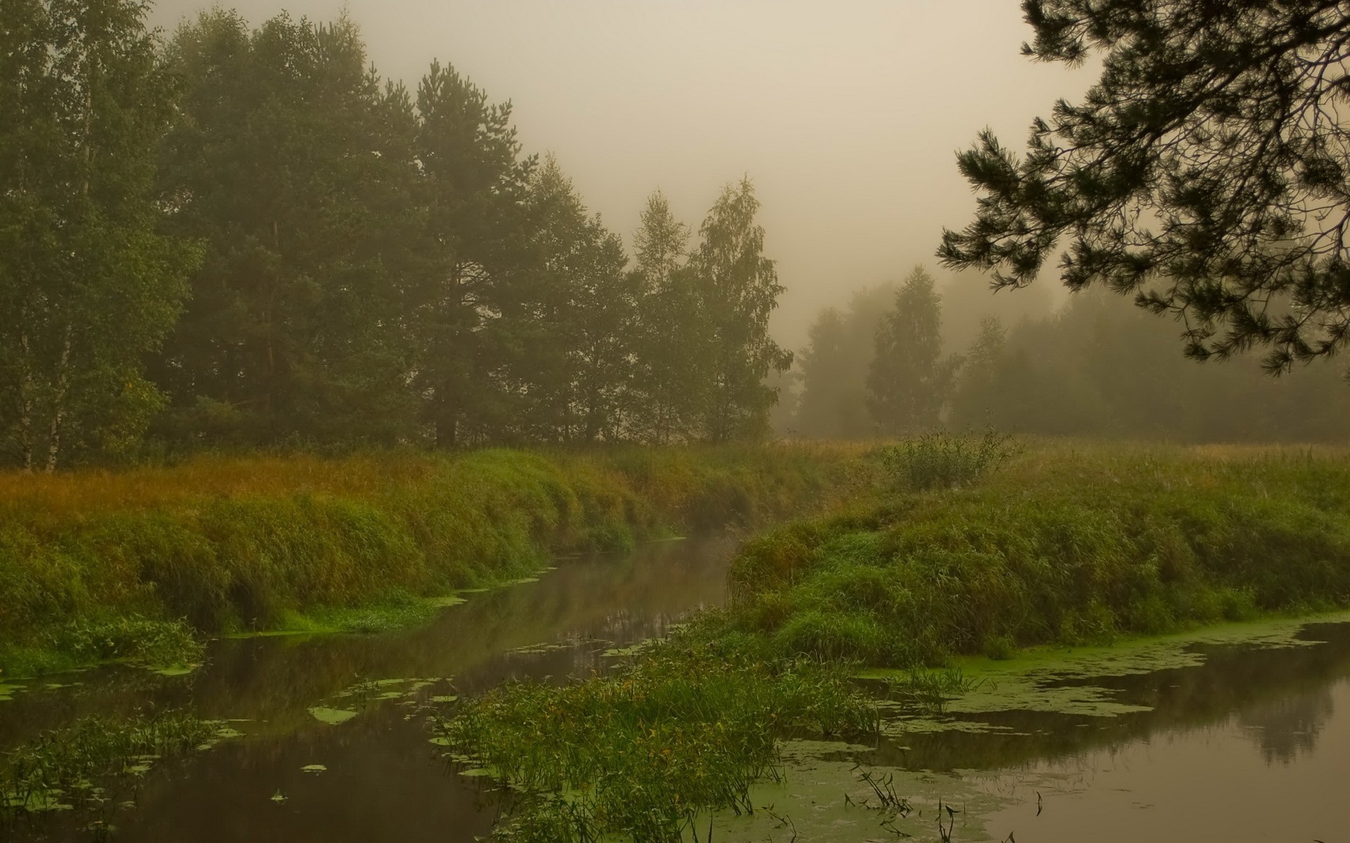 Обои лес, болото, туман, forest, swamp, fog разрешение 1920x1200 Загрузить