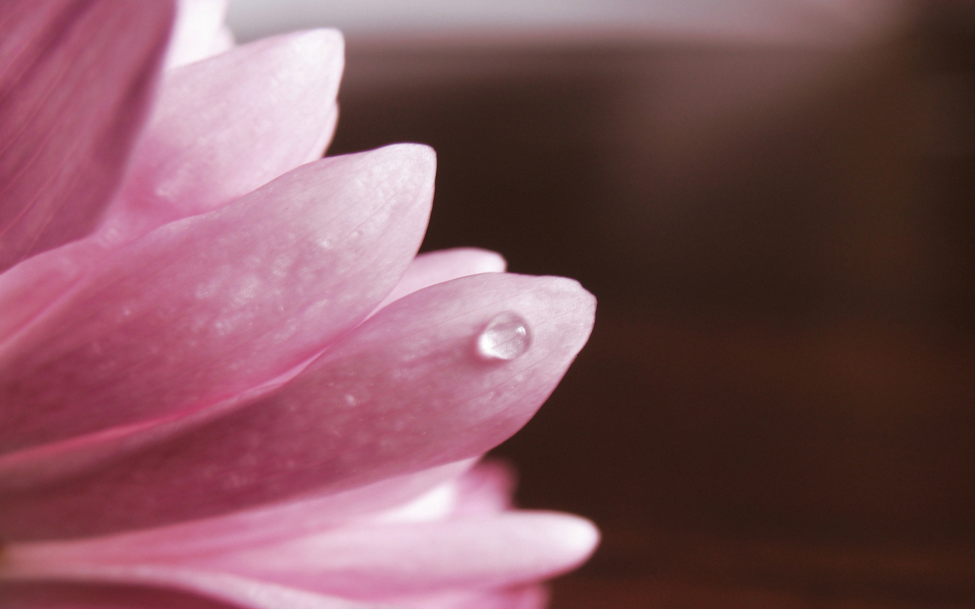 Обои макро, лепестки, розовый, хризантема, капля воды, macro, petals, pink, chrysanthemum, a drop of water разрешение 1920x1200 Загрузить