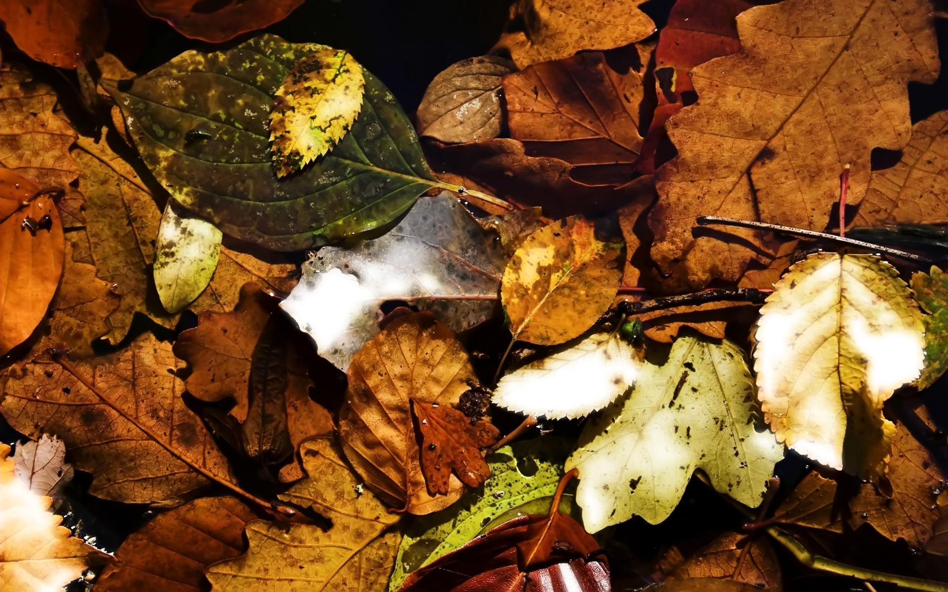 Листья осень на земле бесплатно