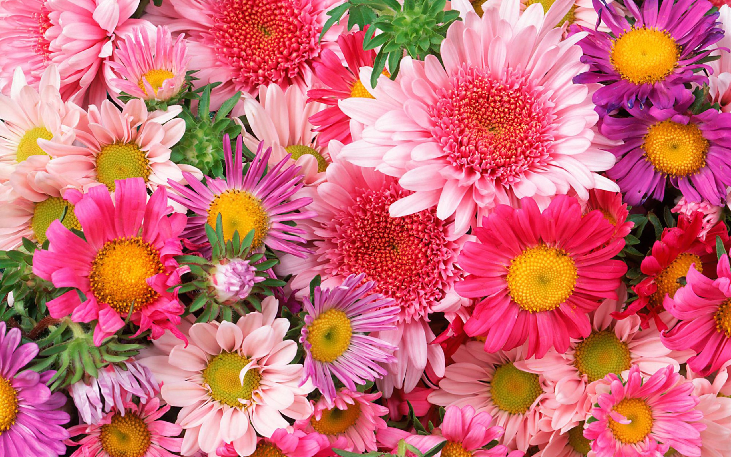 Обои ромашка, букет, розовый, хризантема, daisy, bouquet, pink, chrysanthemum разрешение 2560x1600 Загрузить