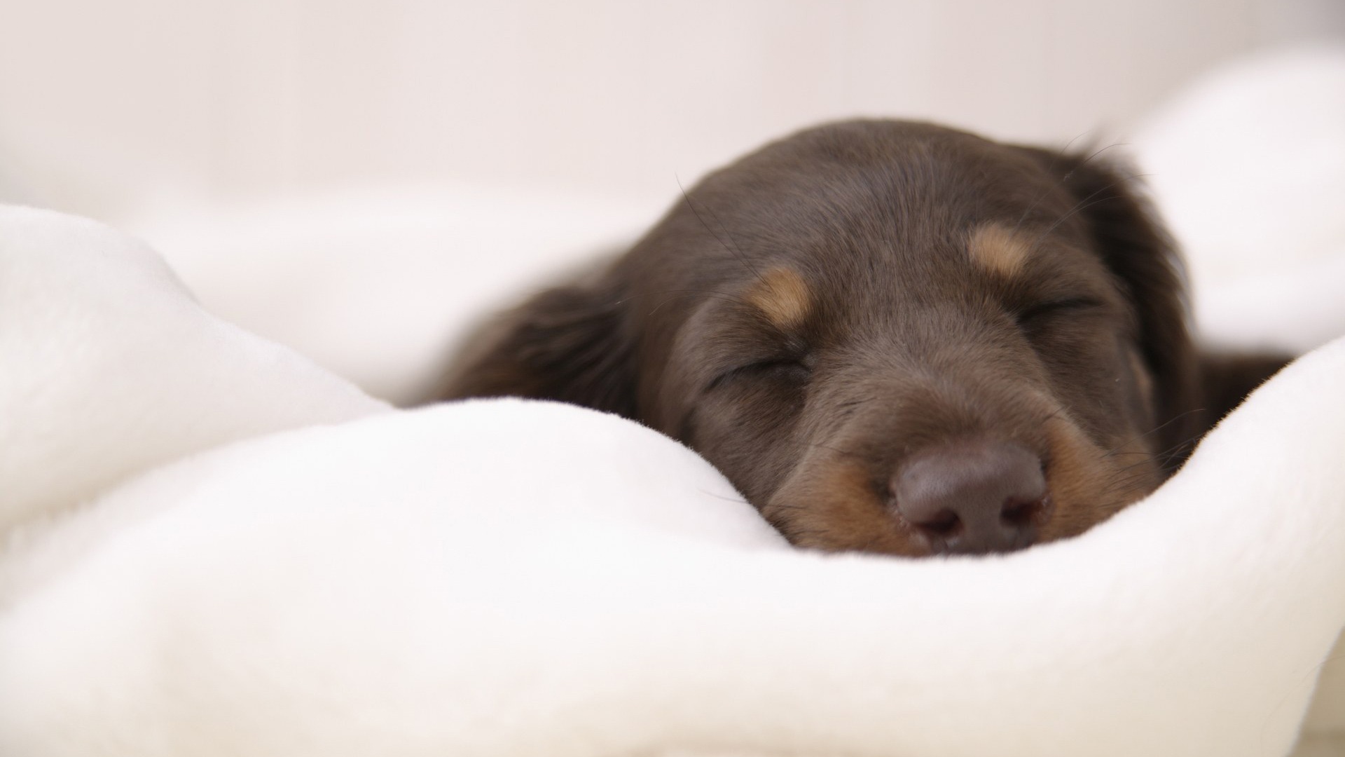 Обои собака, спит, щенок, такса, на мягком, dog, sleeping, puppy, dachshund, soft разрешение 1920x1080 Загрузить