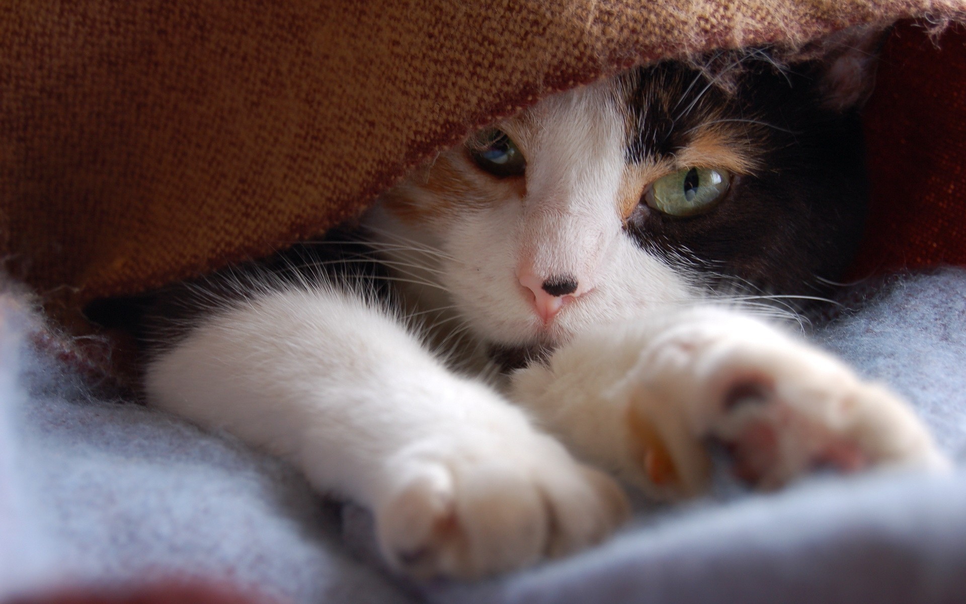 Тепло лапкам. Трёхцветная кошка. Кот под одеялом. Обои с котиками. Картинки на рабочий стол кошки.