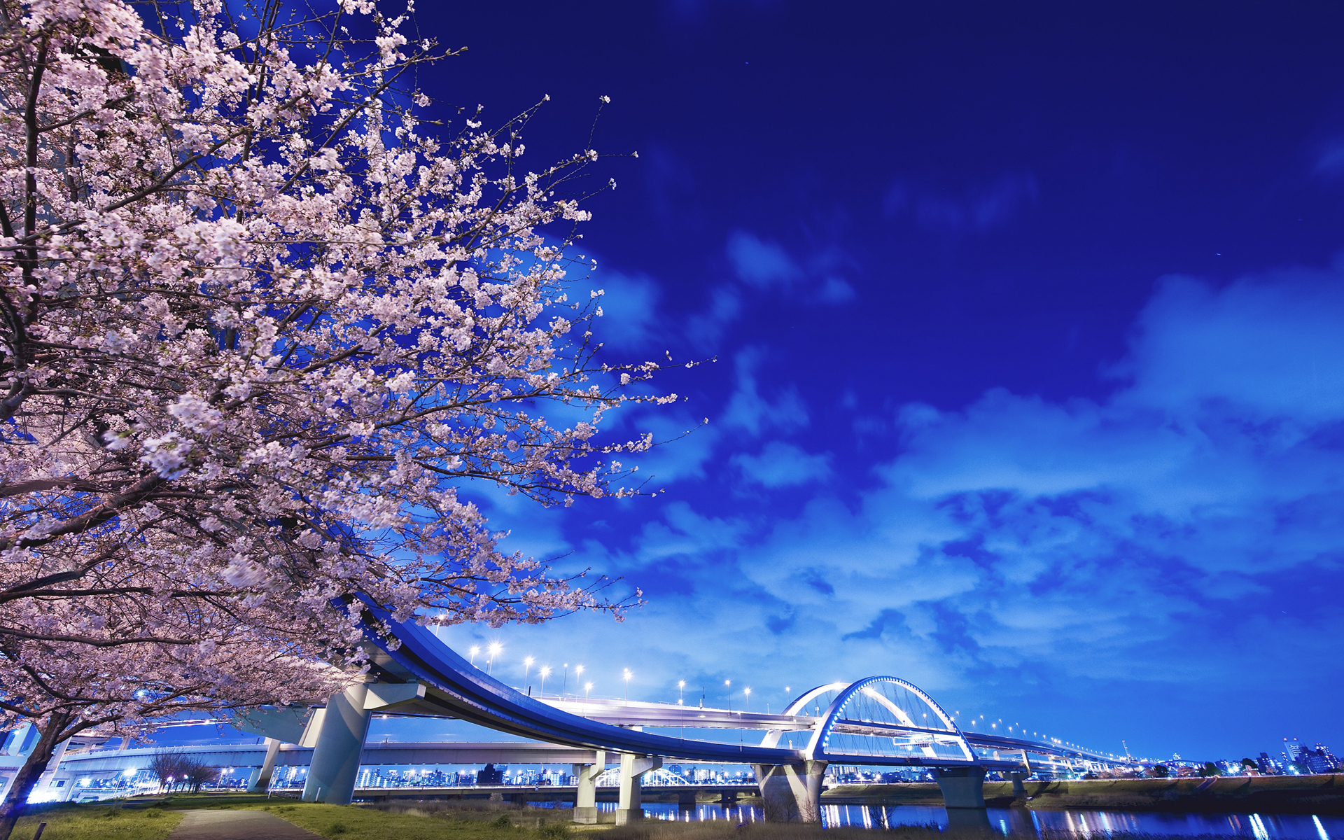 природа цветы ночь город страны сакура загрузить