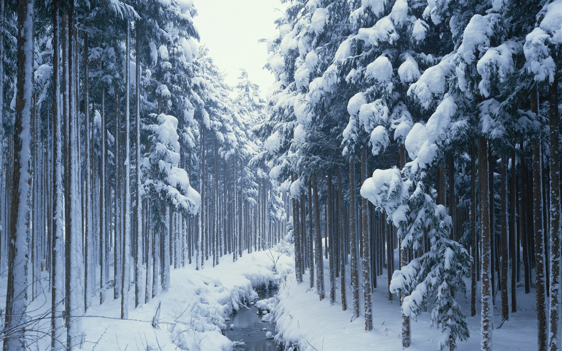 природа зима снег деревья лес бесплатно