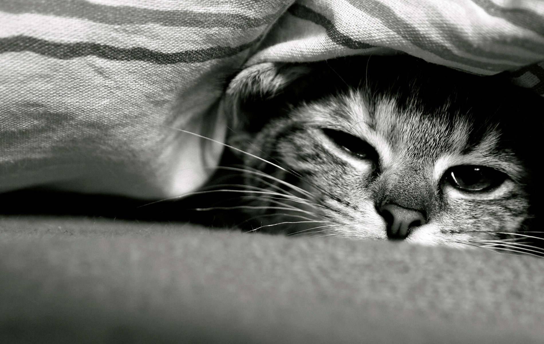 Киса под. Грустная кошка. Кот под одеялом. Кот лежит под одеялом. Грустно картинки.
