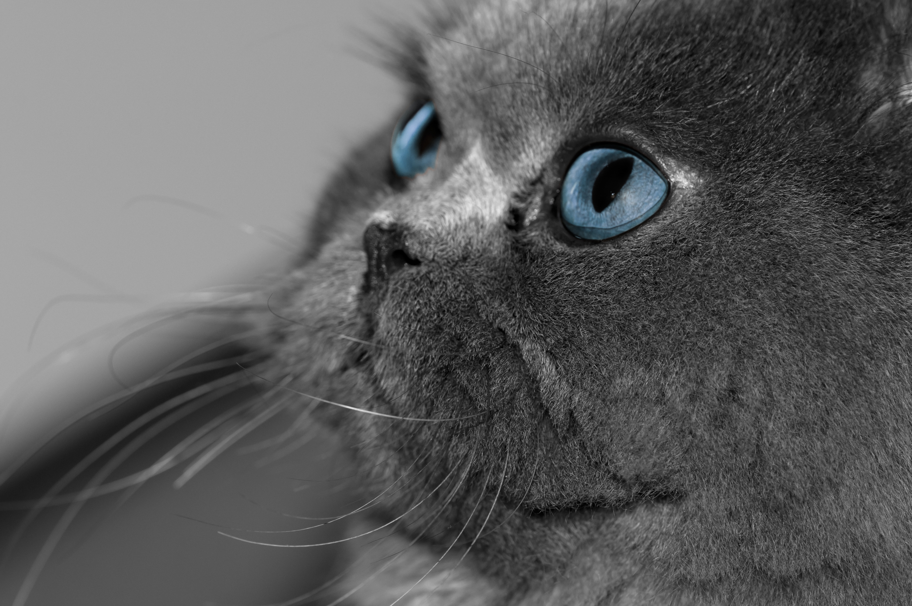серый кот голова синие глаза без смс