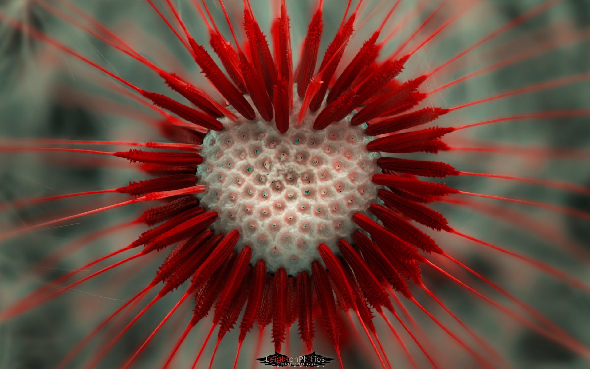 Обои макро, цветок, сердце, одуванчик, lion heart, пушинки, macro, flower, heart, dandelion, fuzzes разрешение 1920x1200 Загрузить