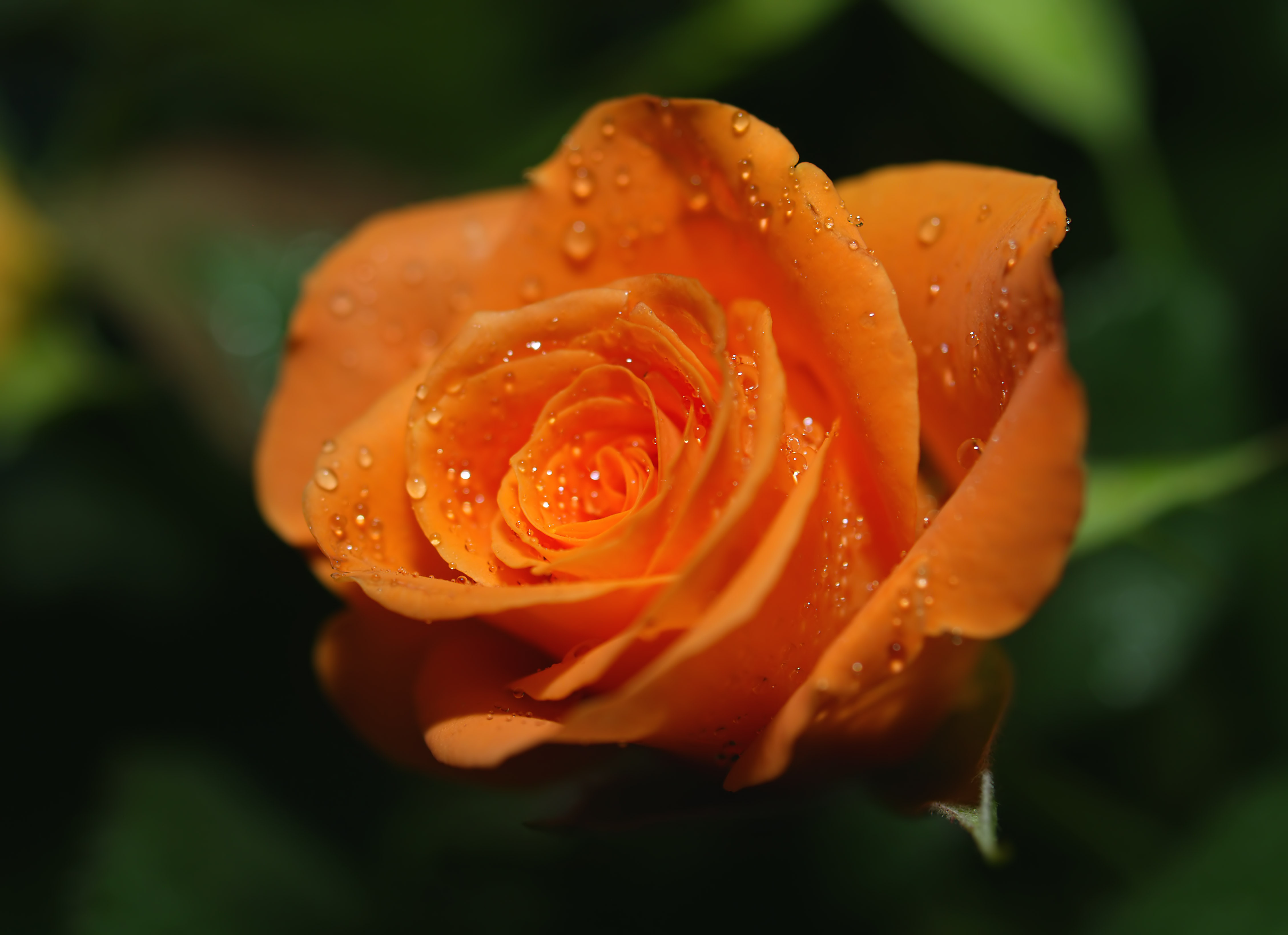 Обои роса, роза, оранжевая, яркая. капли, rosa, rose, orange, bright. drops разрешение 4512x3276 Загрузить