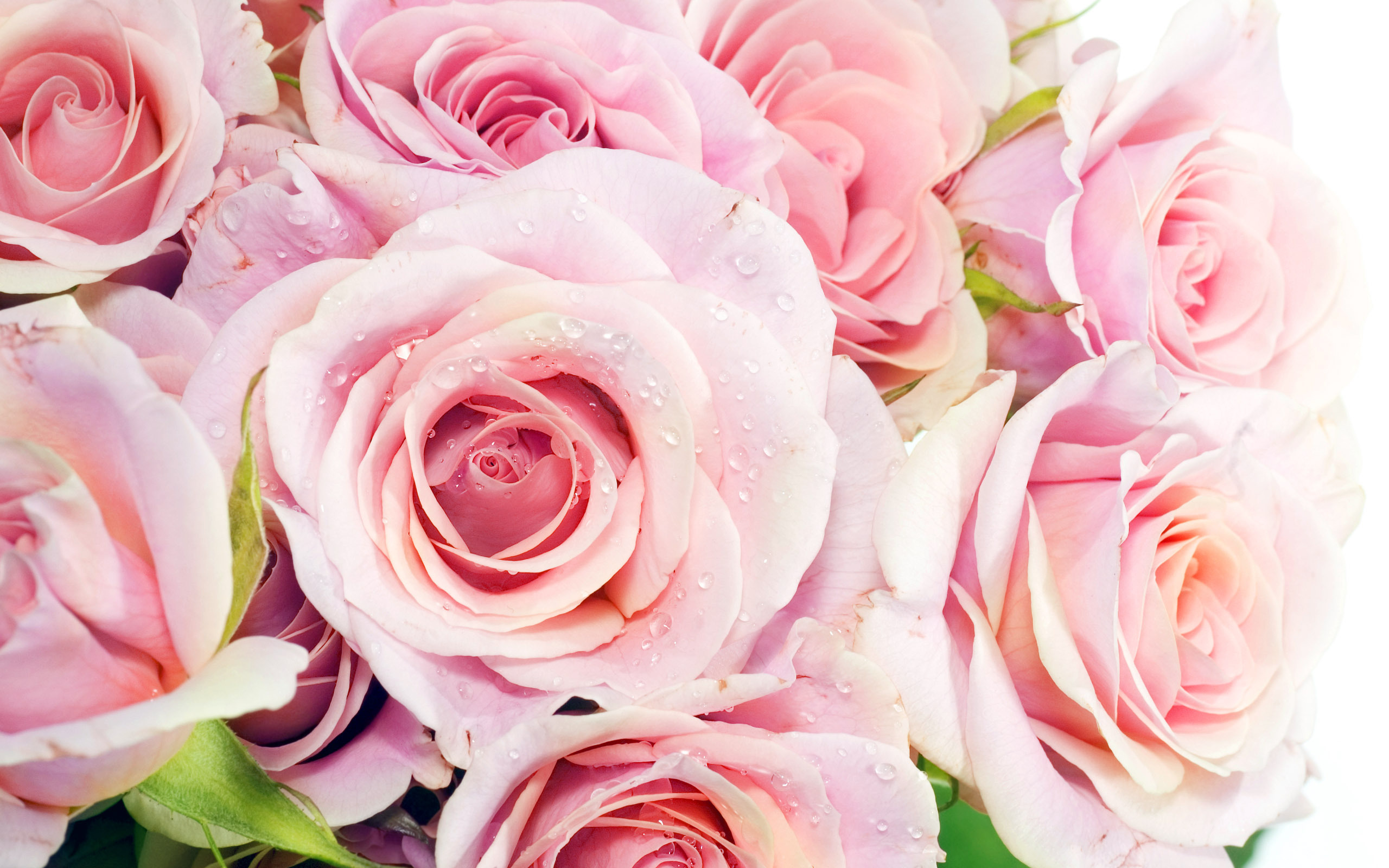 Обои макро, розы, букет, цветов, macro, roses, bouquet, colors разрешение 2560x1600 Загрузить
