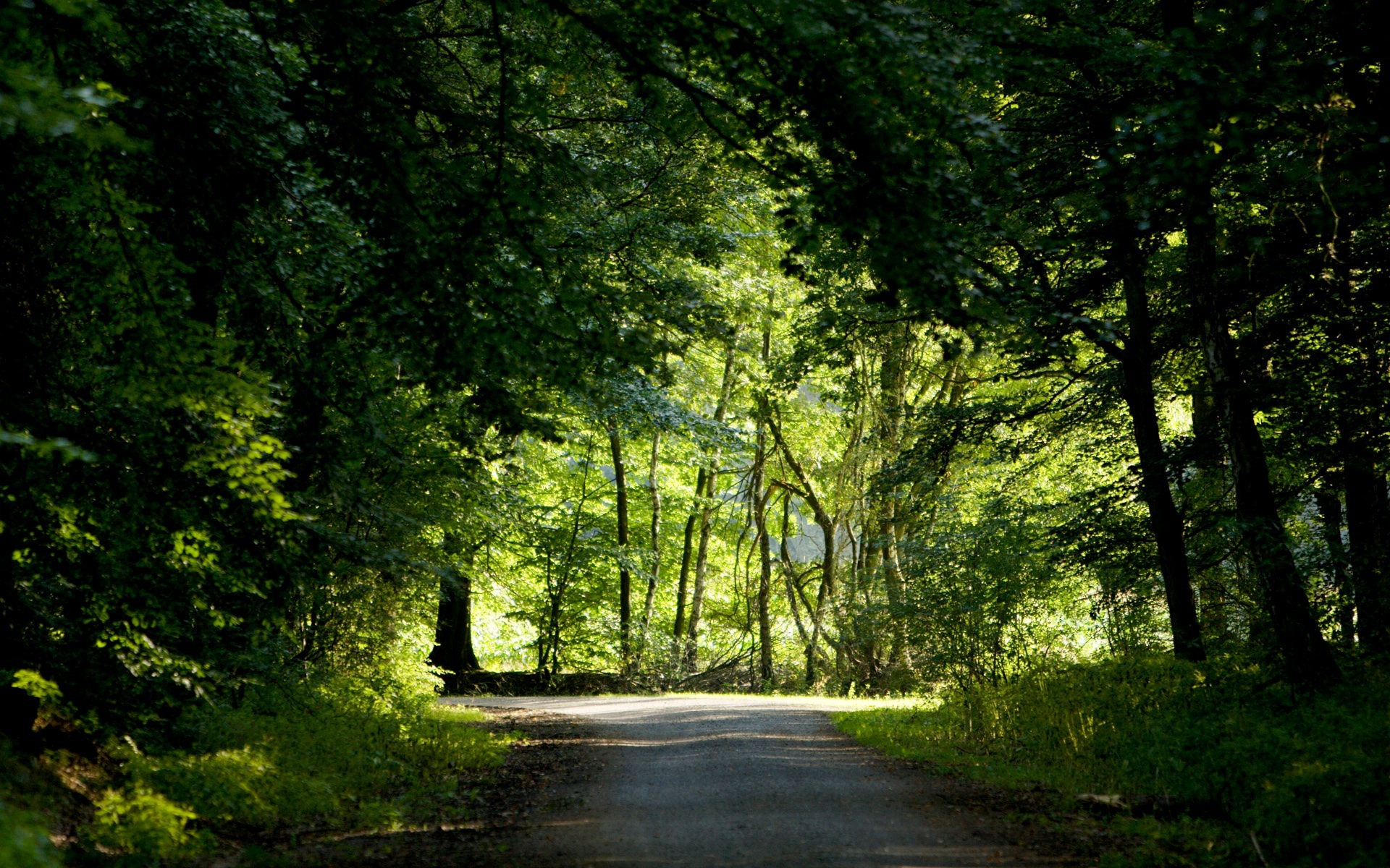 Обои дорога, деревья, зелень, лес, лето, road, trees, greens, forest, summer разрешение 1920x1200 Загрузить