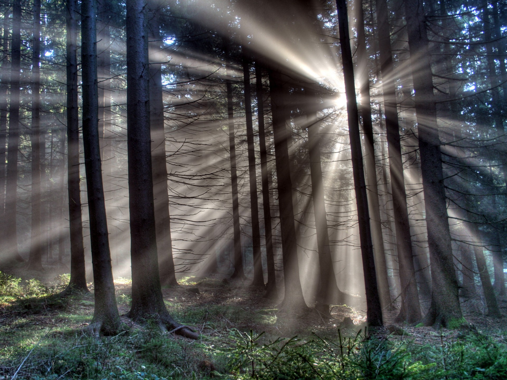 Мох, свет дерево лучи свечение лес темнота бесплатно
