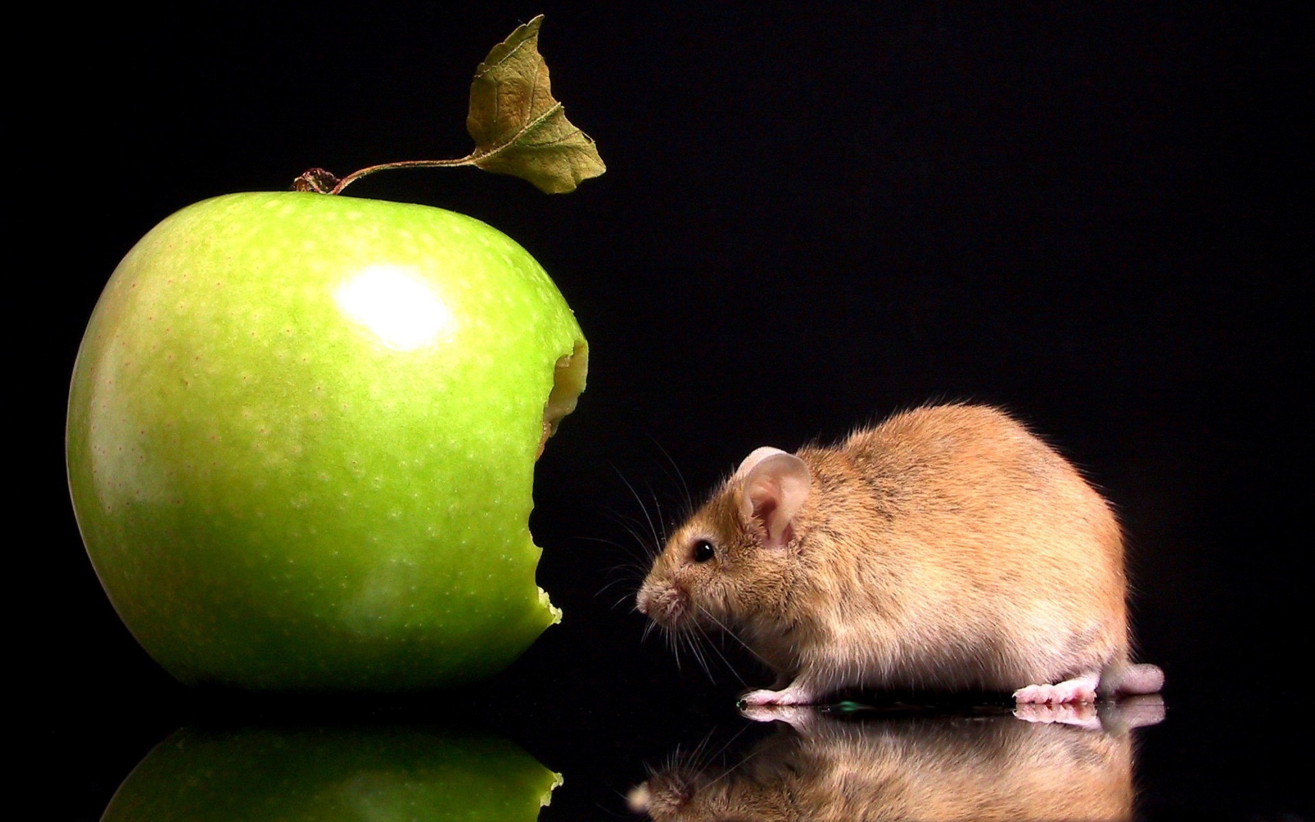 Обои отражение, черный фон, мышь, яблоко, укус, мышка, reflection, black background, mouse, apple, bite разрешение 1920x1200 Загрузить