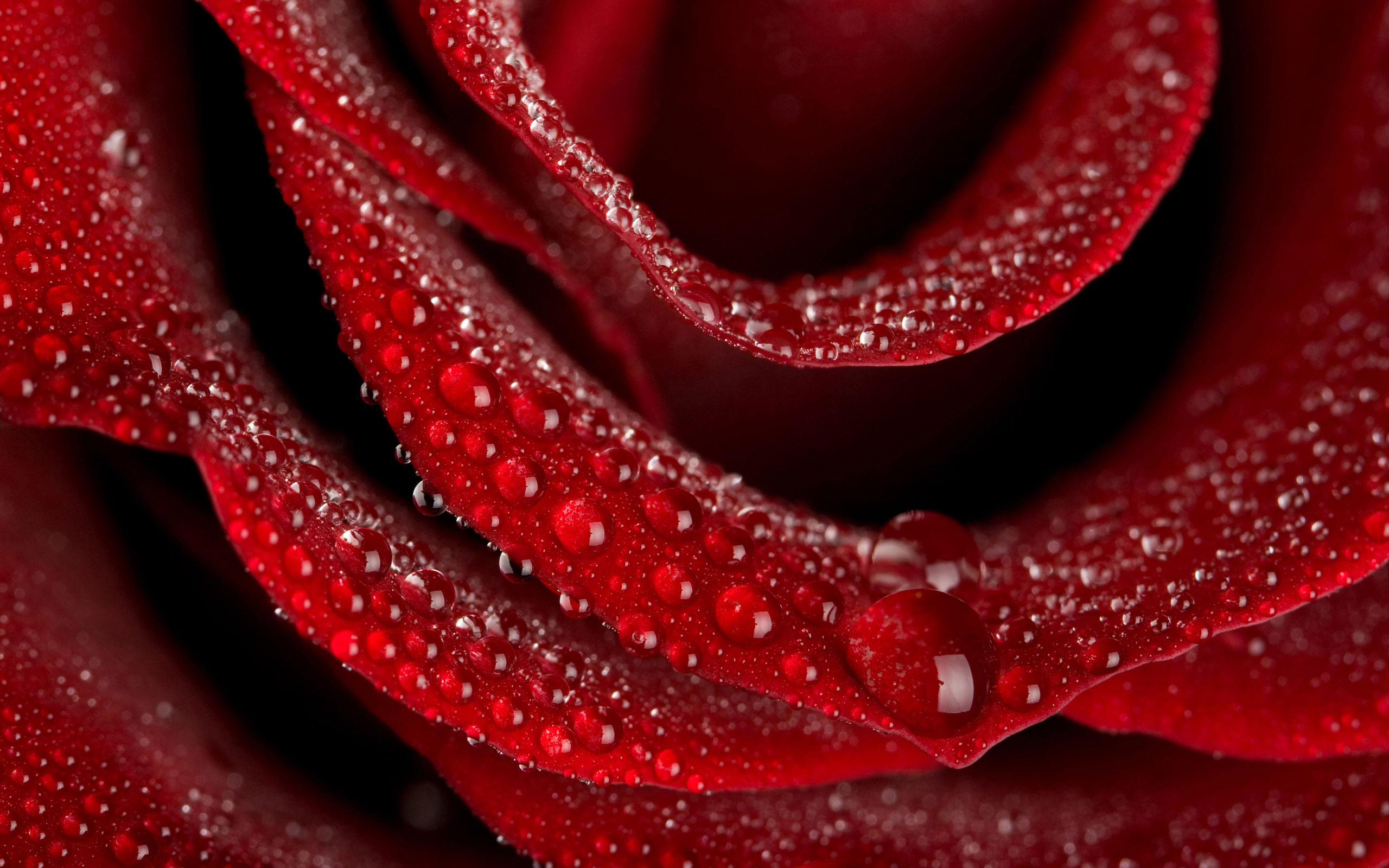 природа цветы розы красные загрузить