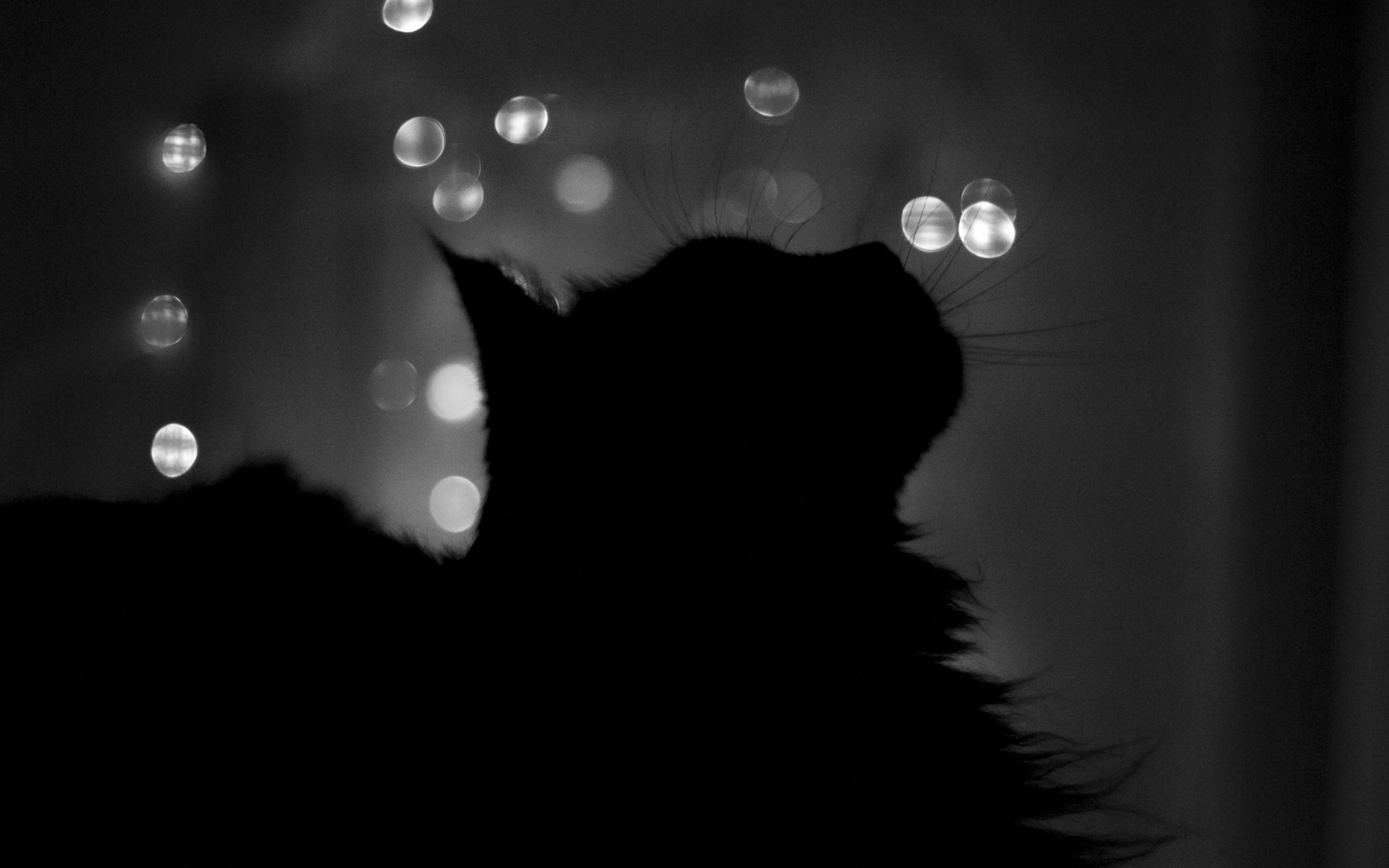 Загрузить обои ночь, кот, кошка, чёрно-белое, профиль, силуэт, окно, night,...