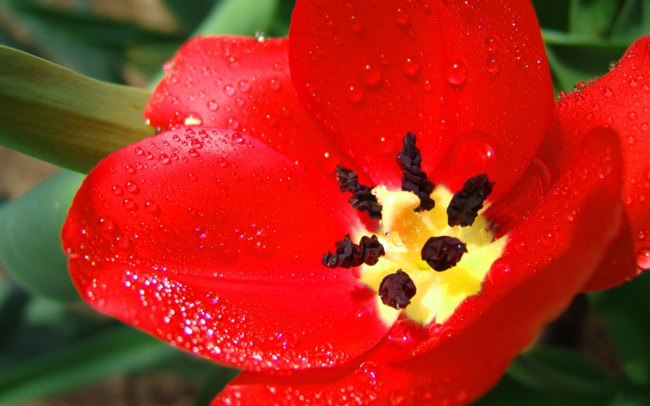природа красные цветы тюльпаны крупный план бесплатно