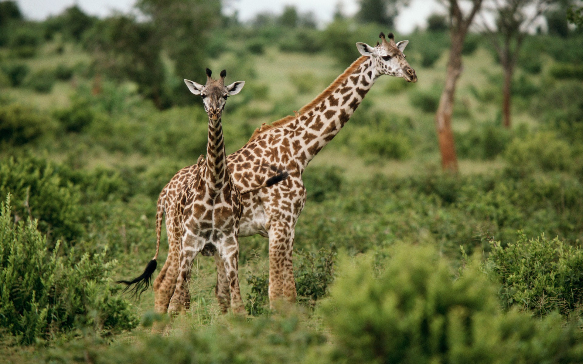 Обои трава, зелёный, жирафы, grass, green, giraffes разрешение 1920x1200 Загрузить