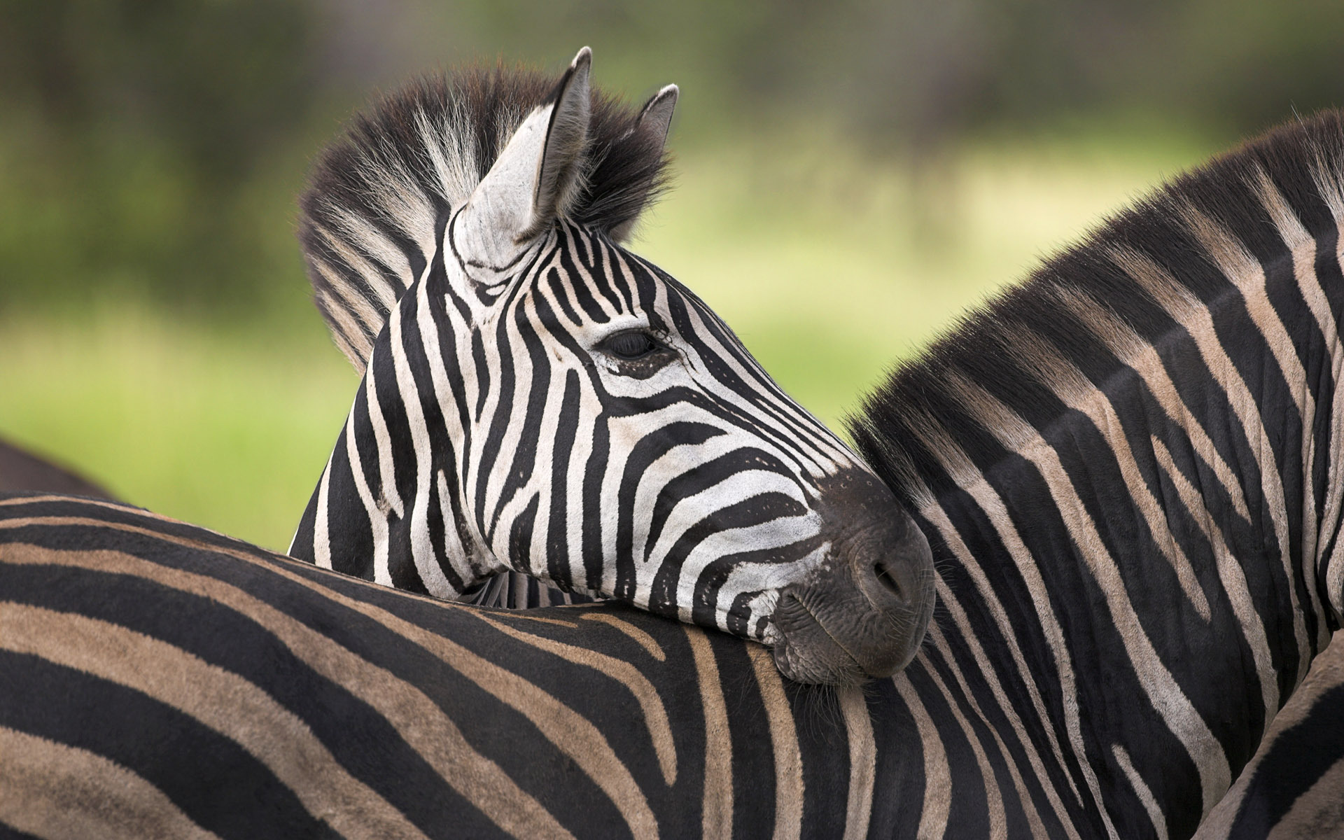 Обои зебра, африка, савана, zebra, africa, savana разрешение 1920x1200 Загрузить