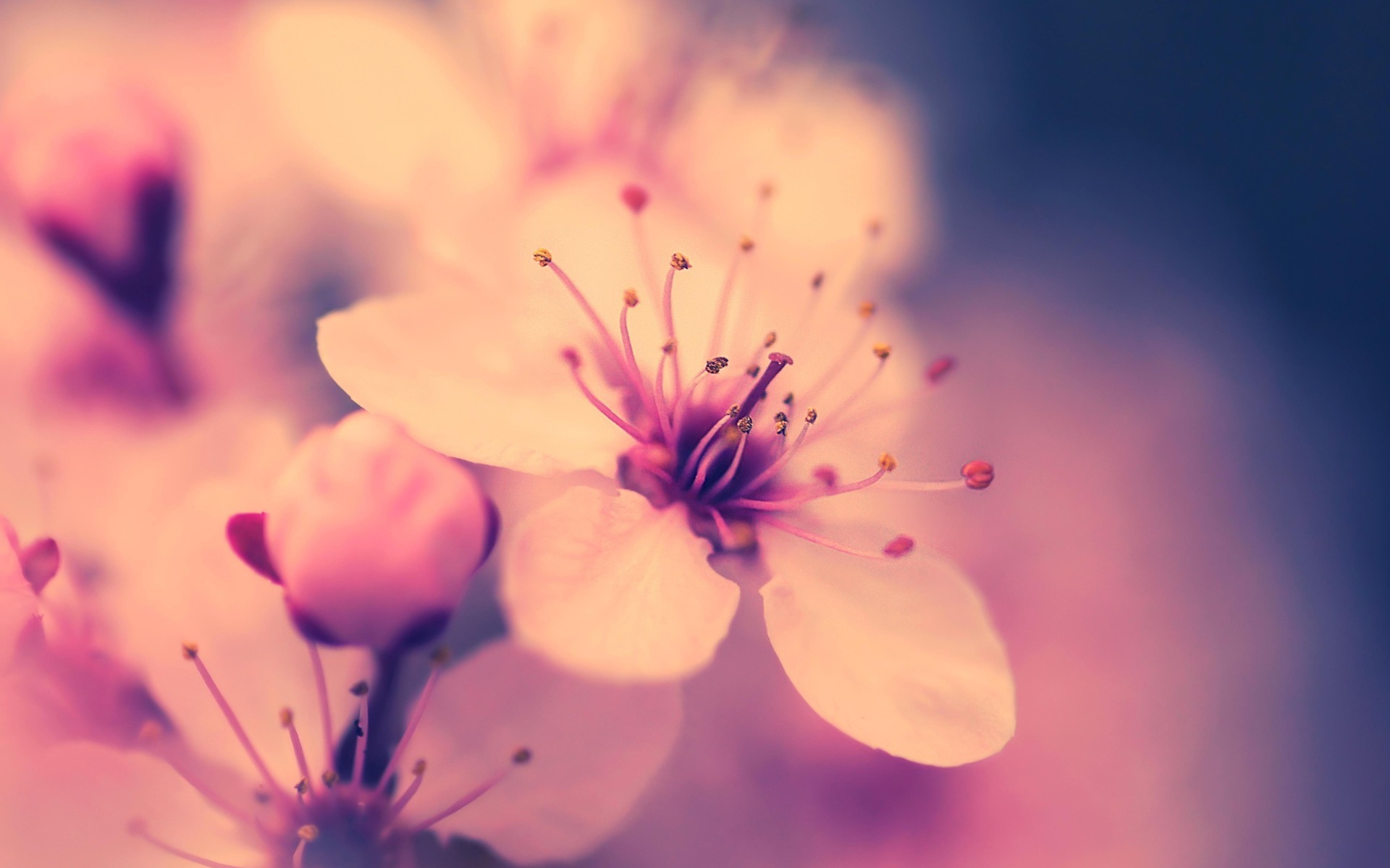 Обои цветение, макро, цветок, весна, розовый, вишня, сакура, flowering, macro, flower, spring, pink, cherry, sakura разрешение 1920x1200 Загрузить