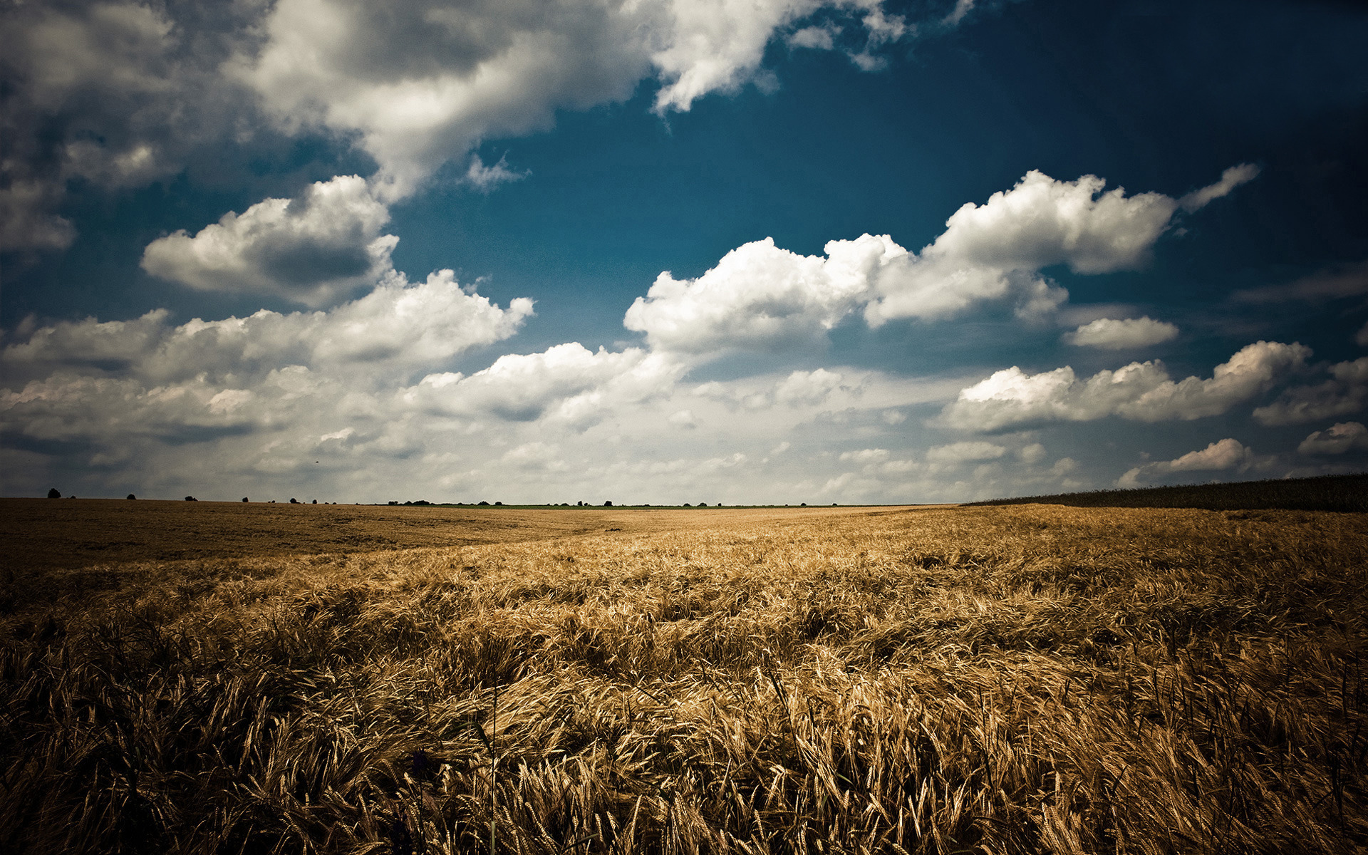 Обои небо, облака, природа, пейзаж, поле, лето, колосья, синее, the sky, clouds, nature, landscape, field, summer, ears, blue разрешение 1920x1200 Загрузить