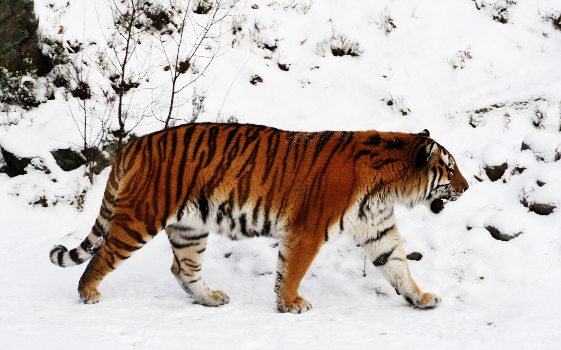 Обои тигр, снег, зима, тайга, tiger, snow, winter, taiga разрешение 1920x1200 Загрузить