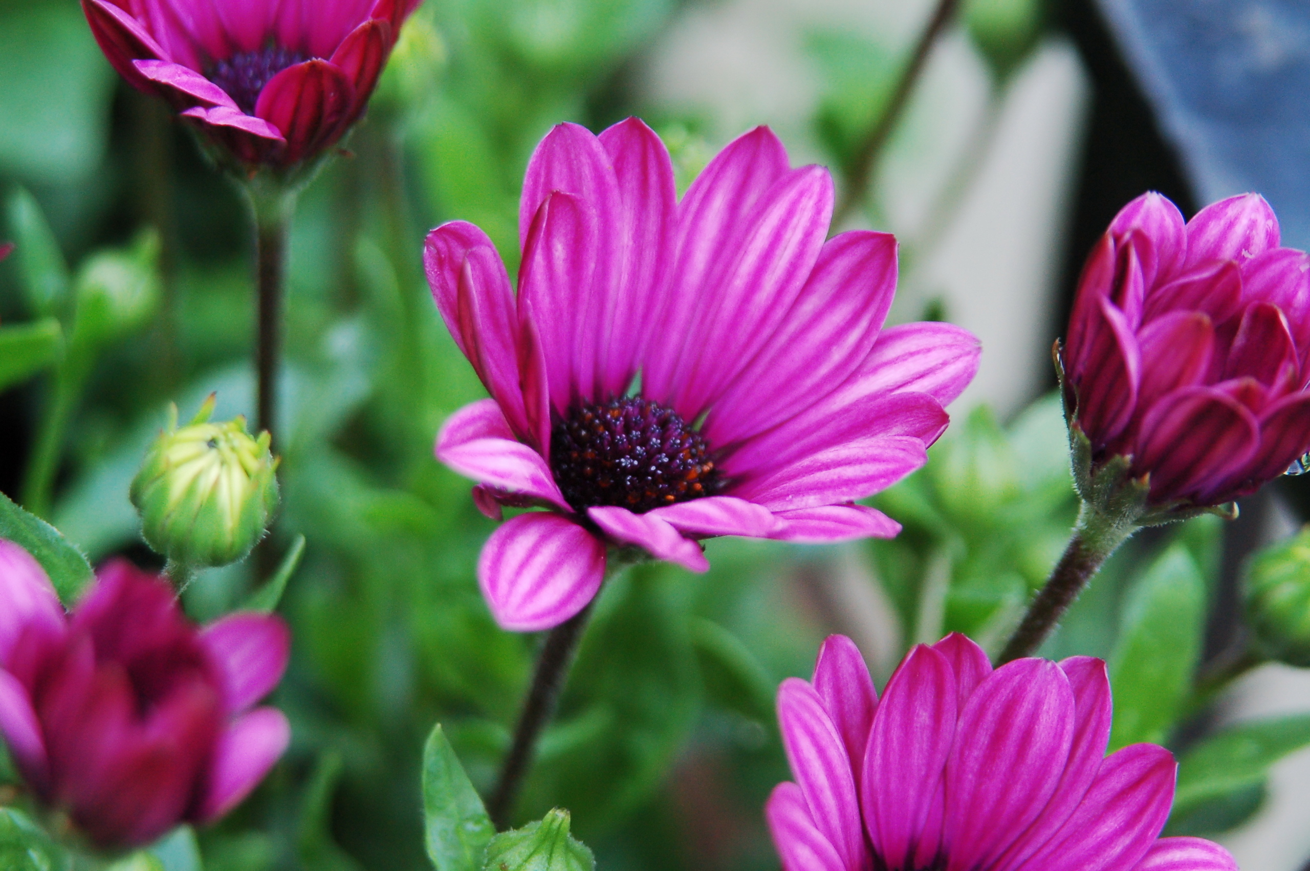 Обои лепестки, фиолетовый, стебли, petals, purple, stems разрешение 2560x1702 Загрузить