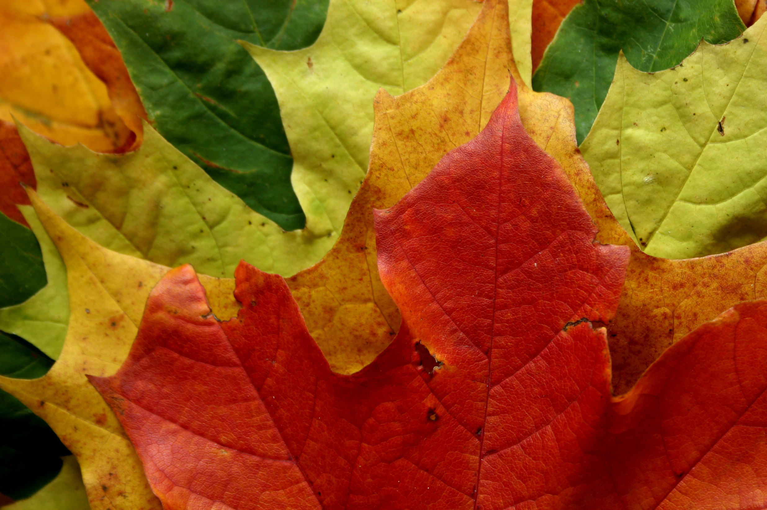 кленовый листья осень макро загрузить
