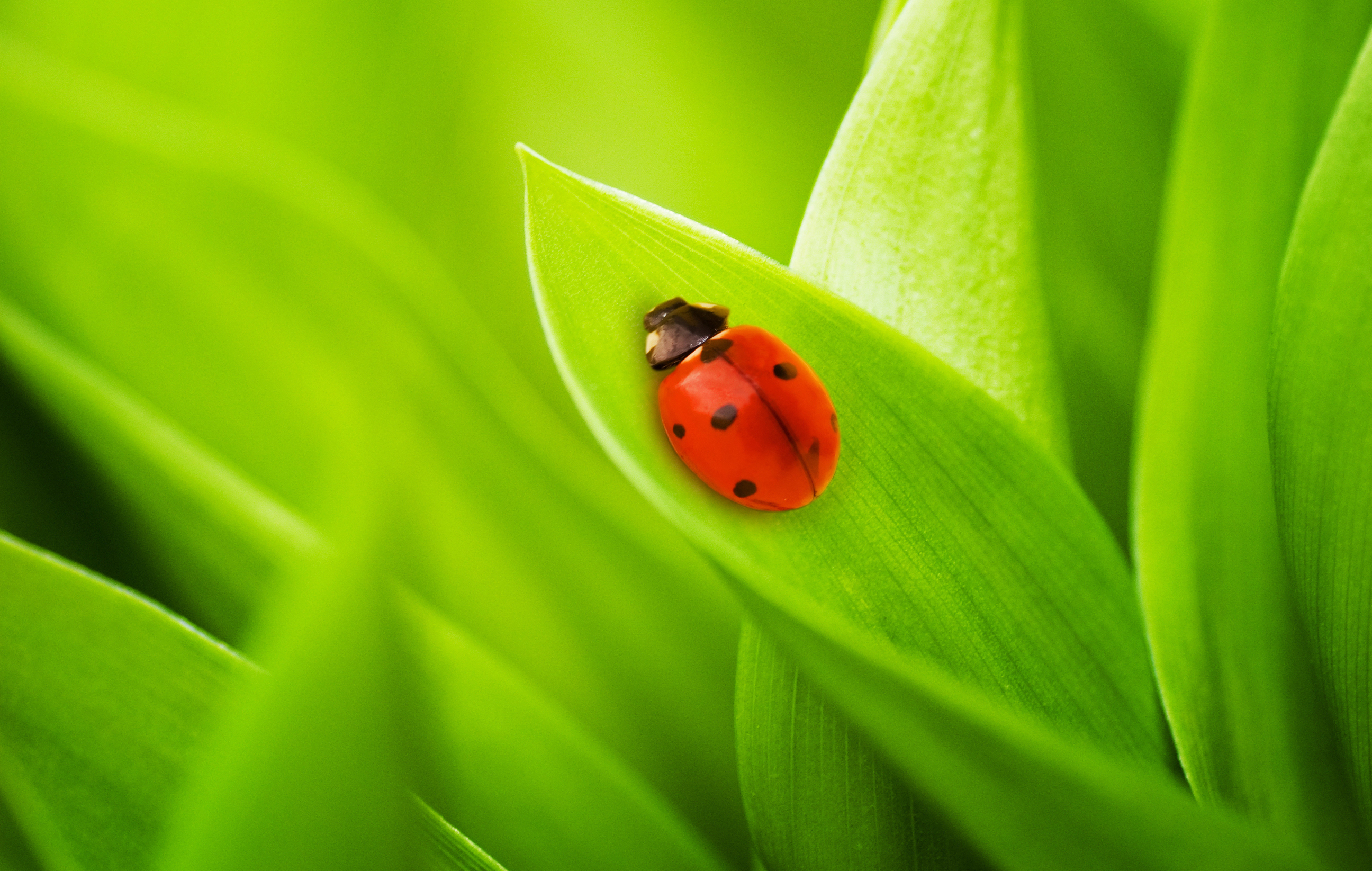 Обои трава, на природе, природа, листья, фото, божья коровка, макро обои, жуки, green macro, grass, nature, leaves, photo, ladybug, macro wallpaper, bugs, green grass разрешение 2592x1645 Загрузить