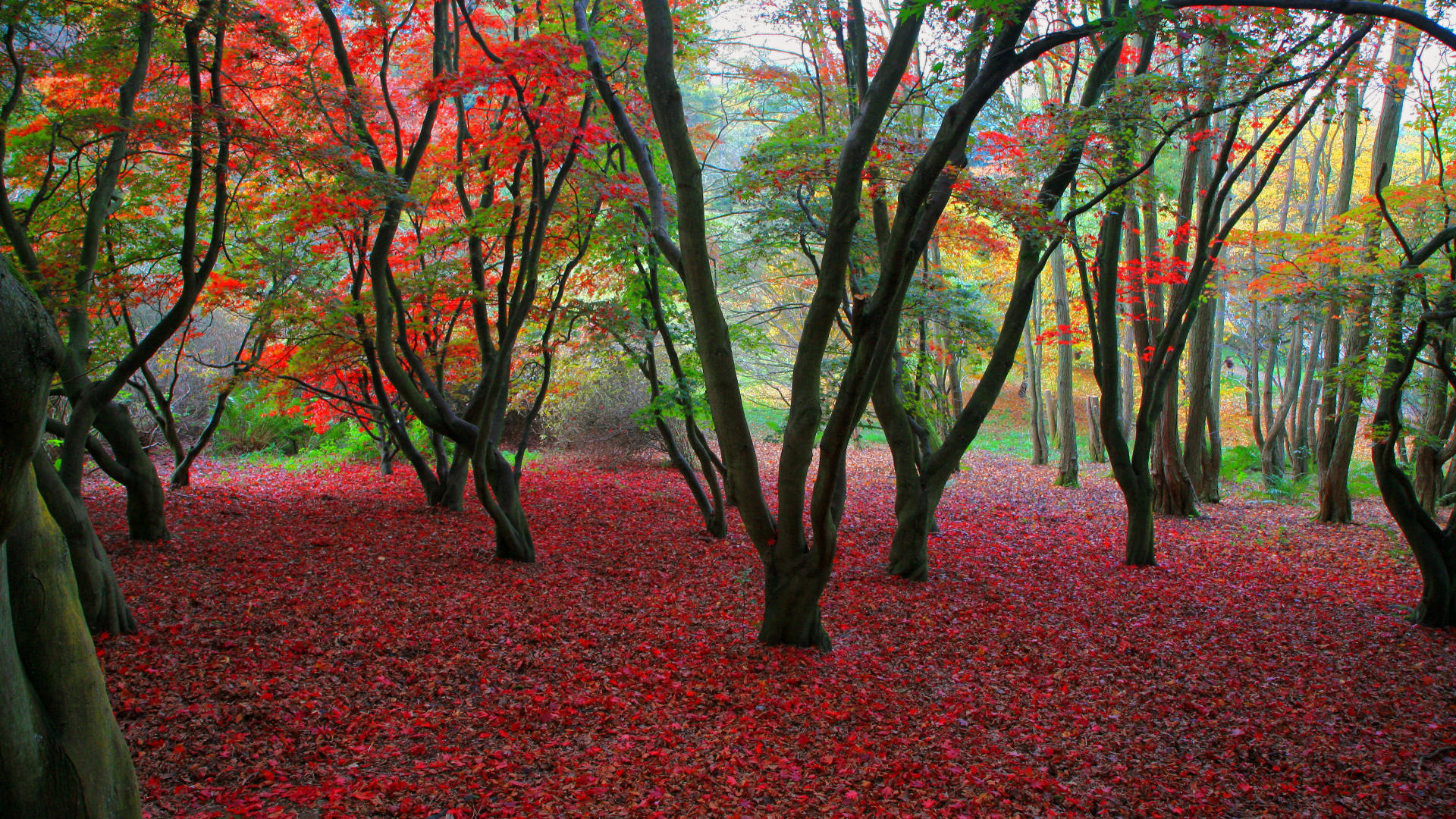 Обои деревья, листва, осень, trees, foliage, autumn разрешение 1920x1080 Загрузить