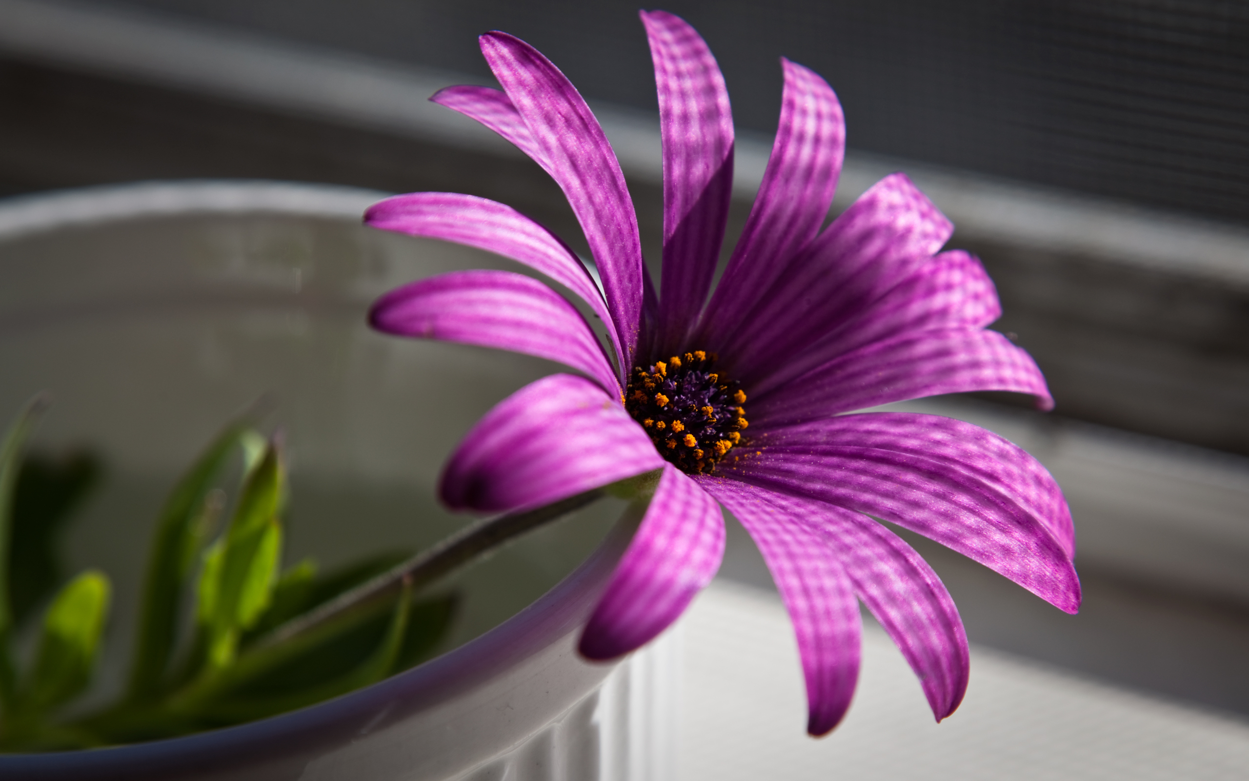 purpurnyy-cvetok-makro-f592109.jpg