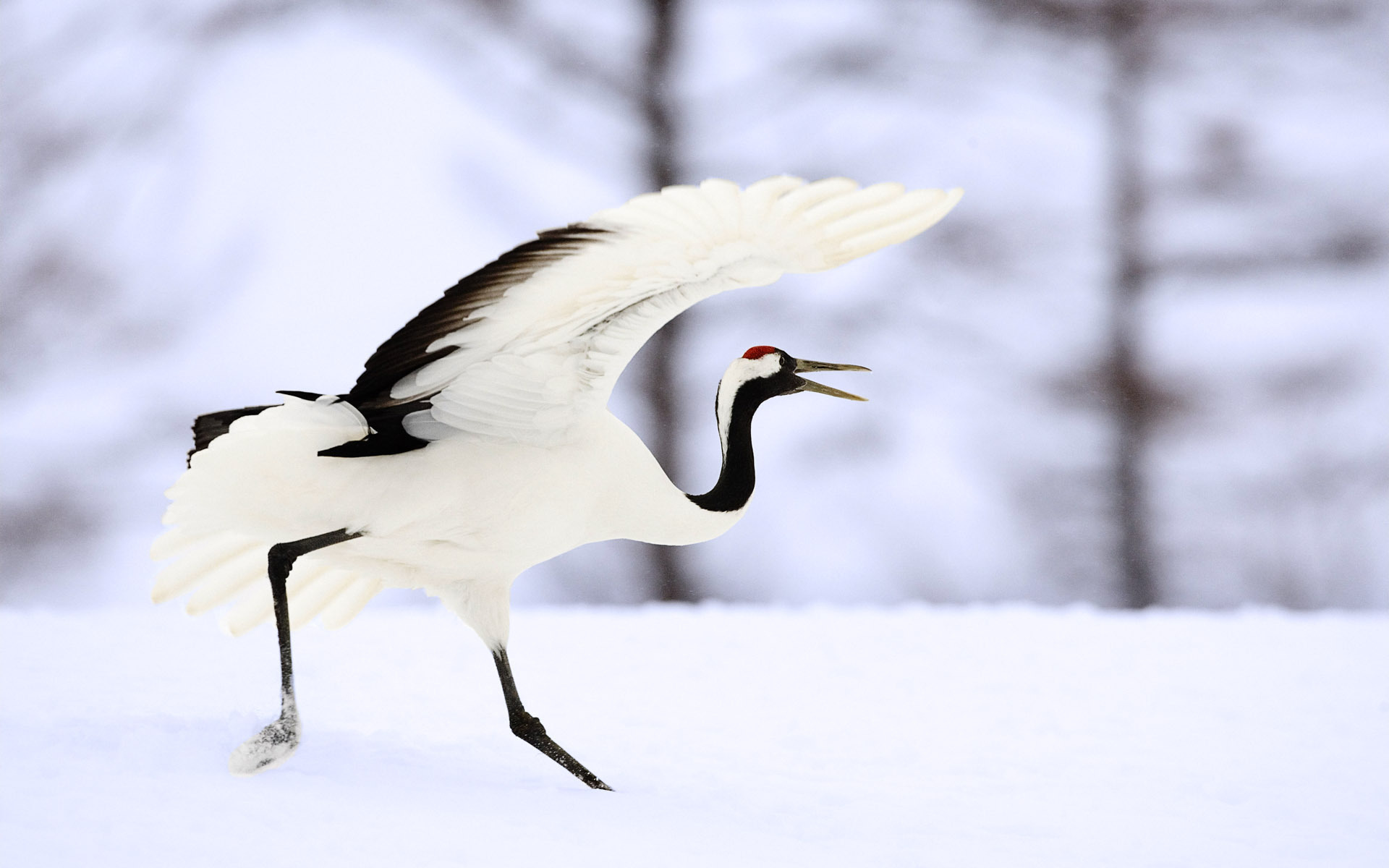 Обои япония, журавль, бежит, japan, crane, runs разрешение 1920x1200 Загрузить