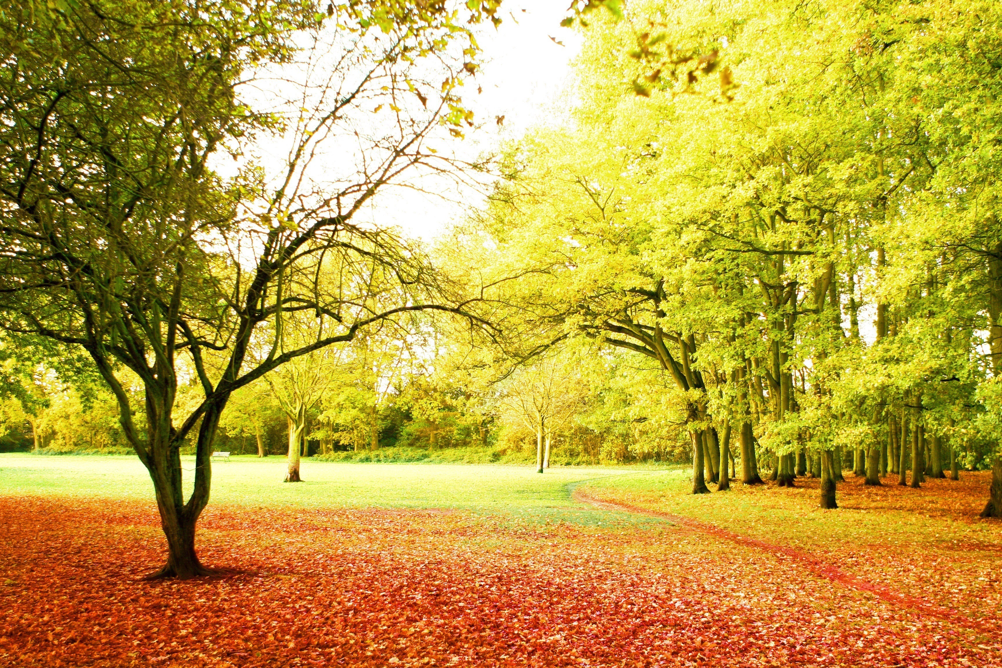 Big jpg image. Осень. Осенний парк. Природа. Пейзаж.