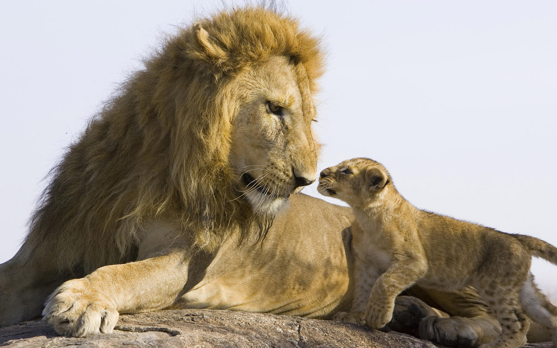 лев и львенок без смс