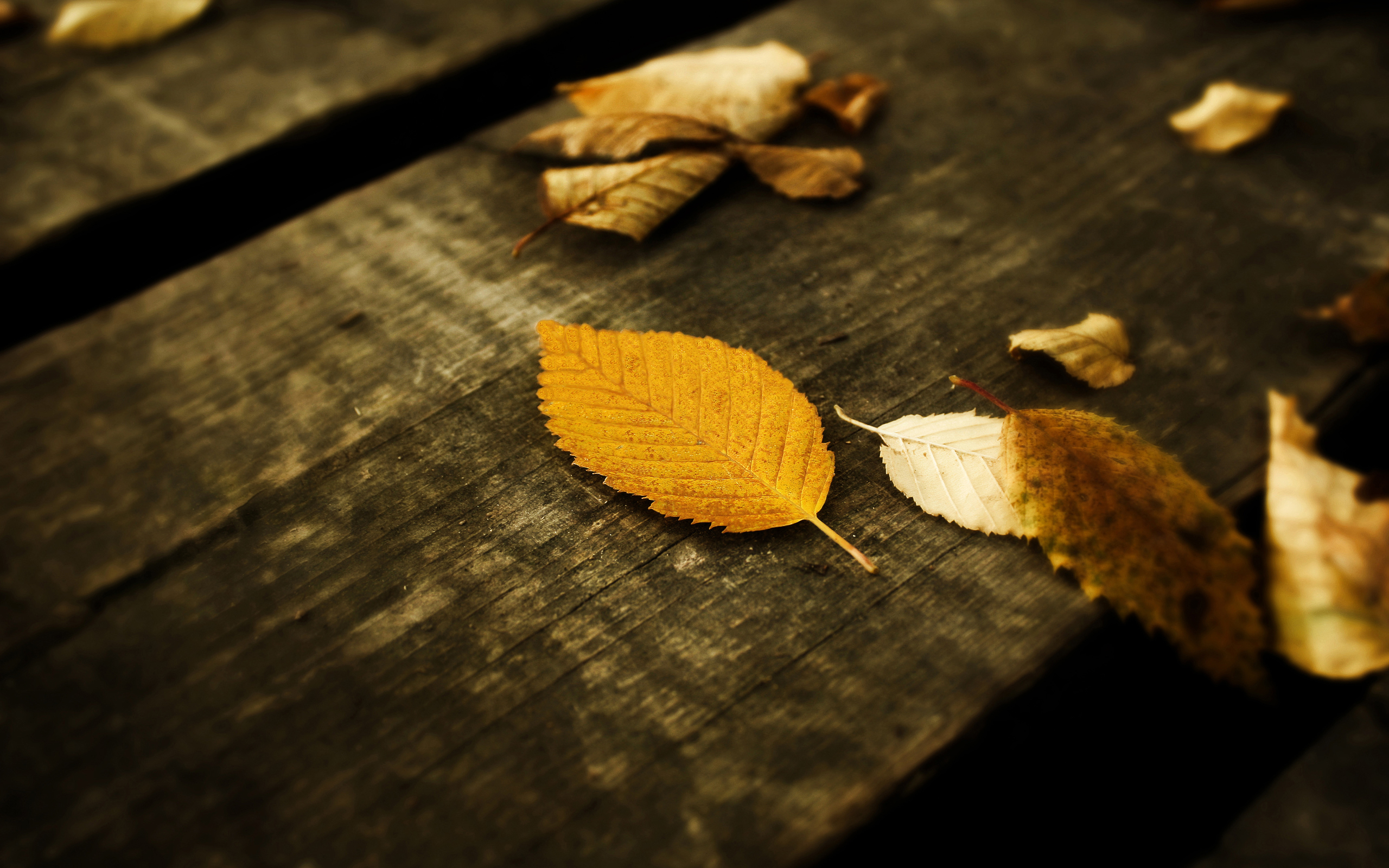 осень листья autumn leaves бесплатно
