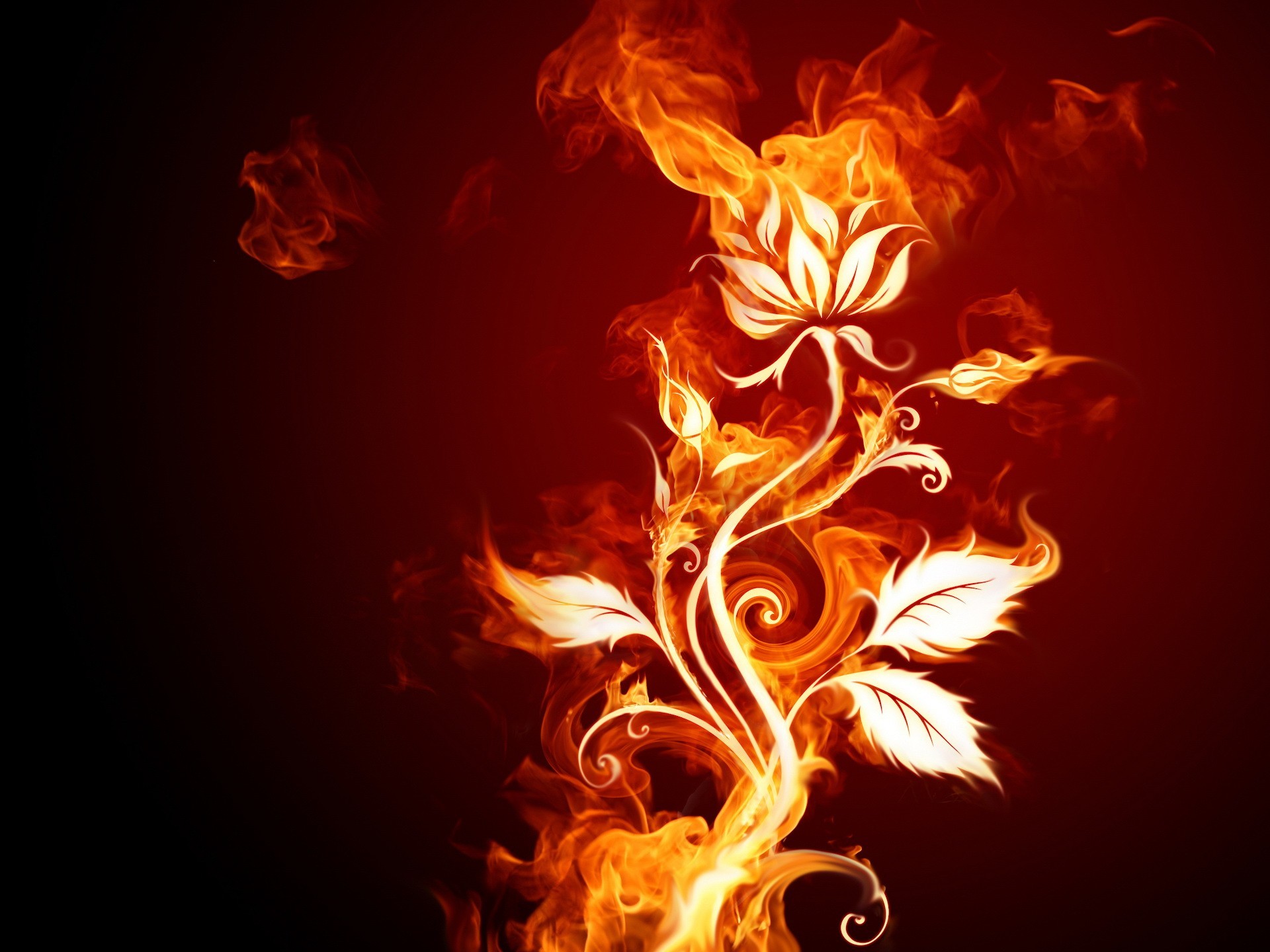 Скачать обои цветок, огонь, flower, fire разрешение 640x960 #12406.