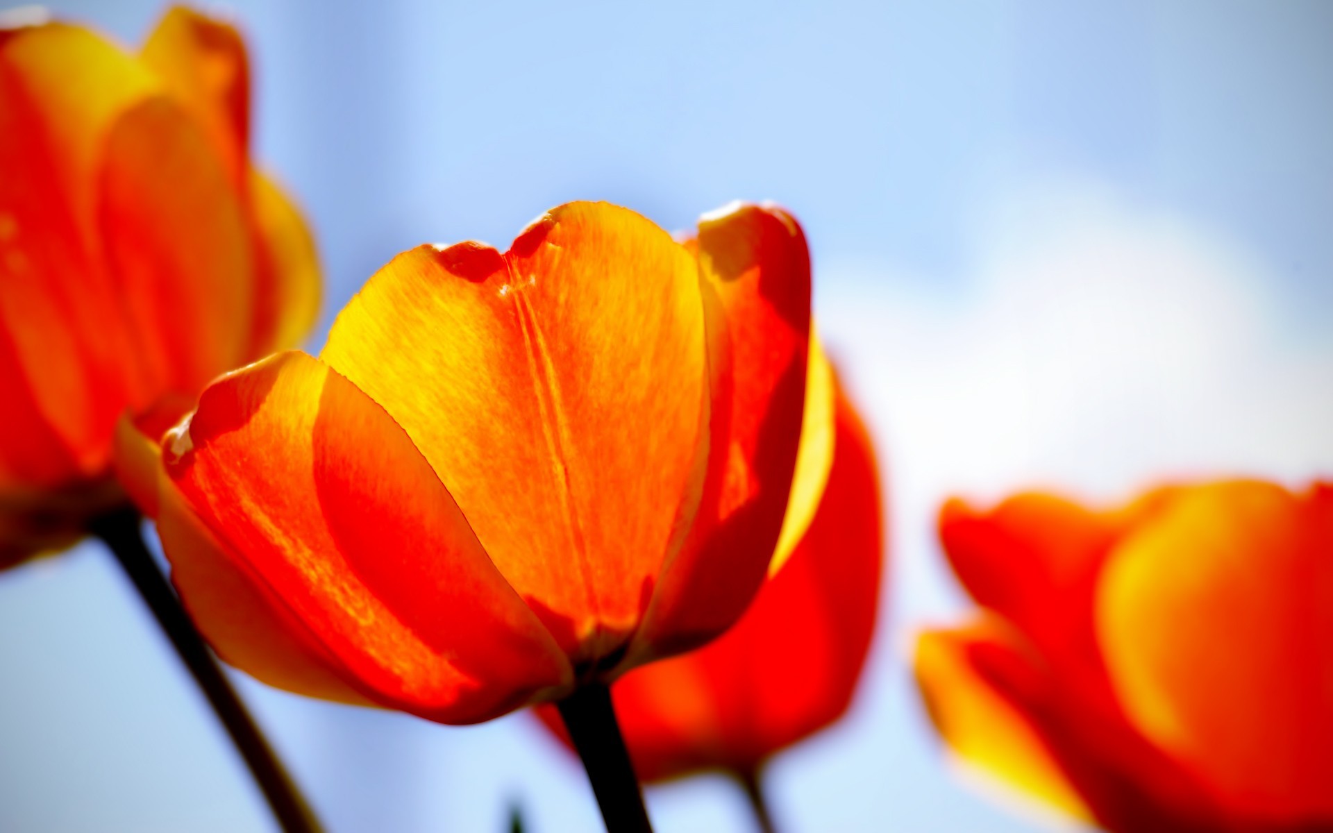 Обои красный, тюльпаны, red, tulips разрешение 1920x1200 Загрузить