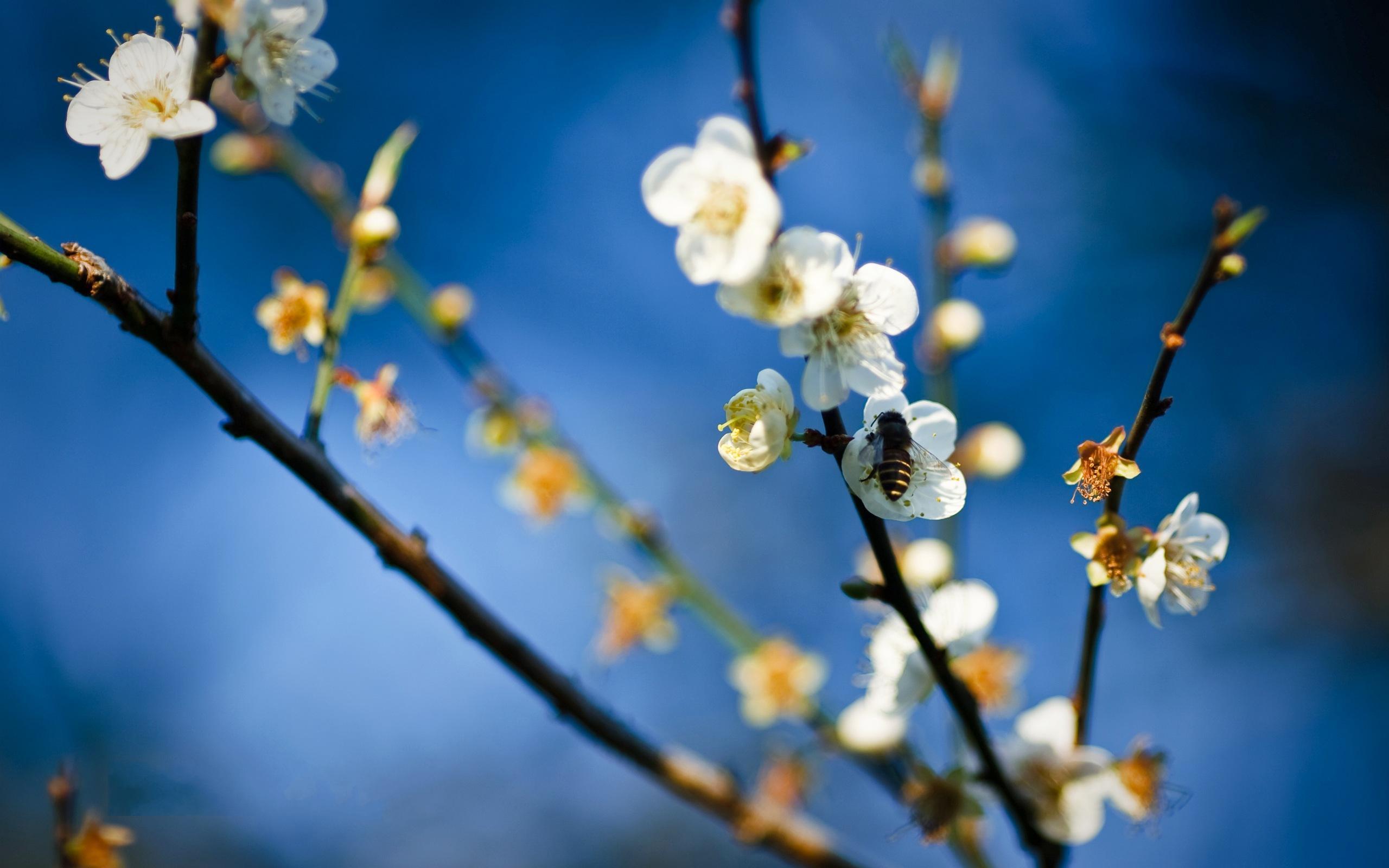 природа белые цветы весна загрузить