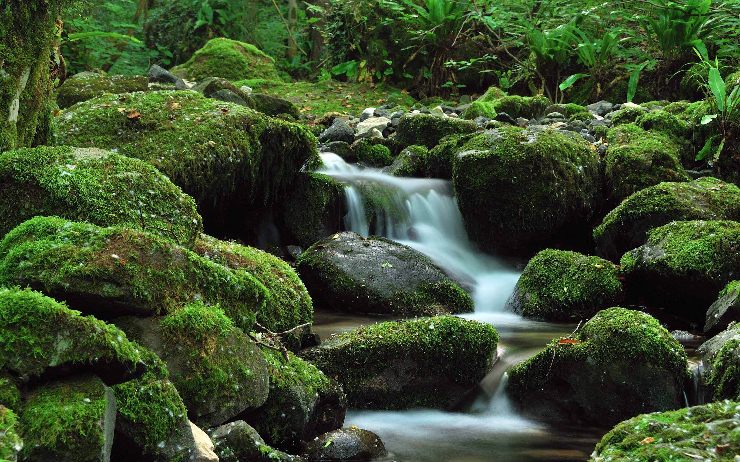 Обои камни, зелень, ручей, водопад, stones, greens, stream, waterfall разрешение 2560x1600 Загрузить