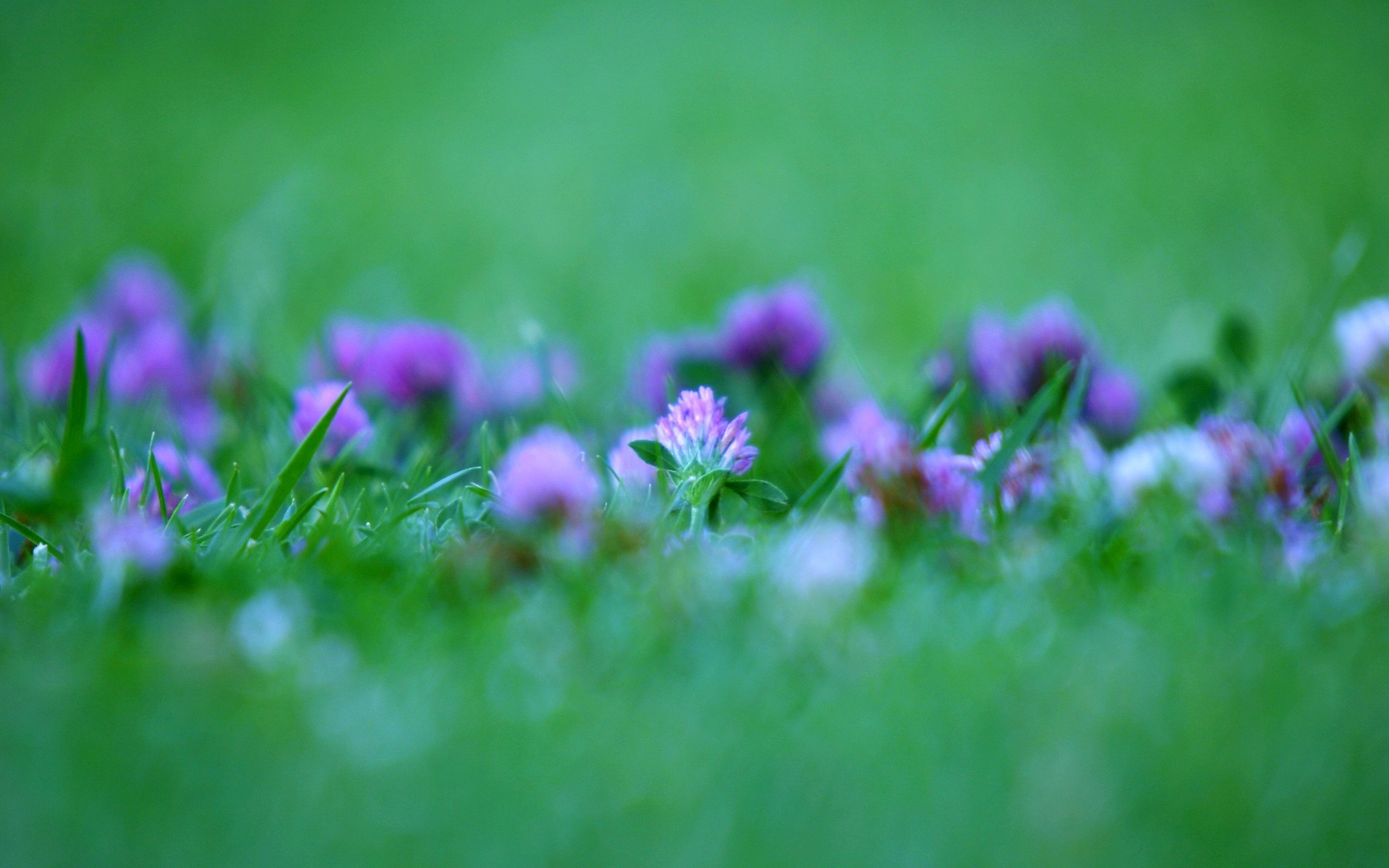 Обои клевер, зелёный, clover, green разрешение 1920x1200 Загрузить