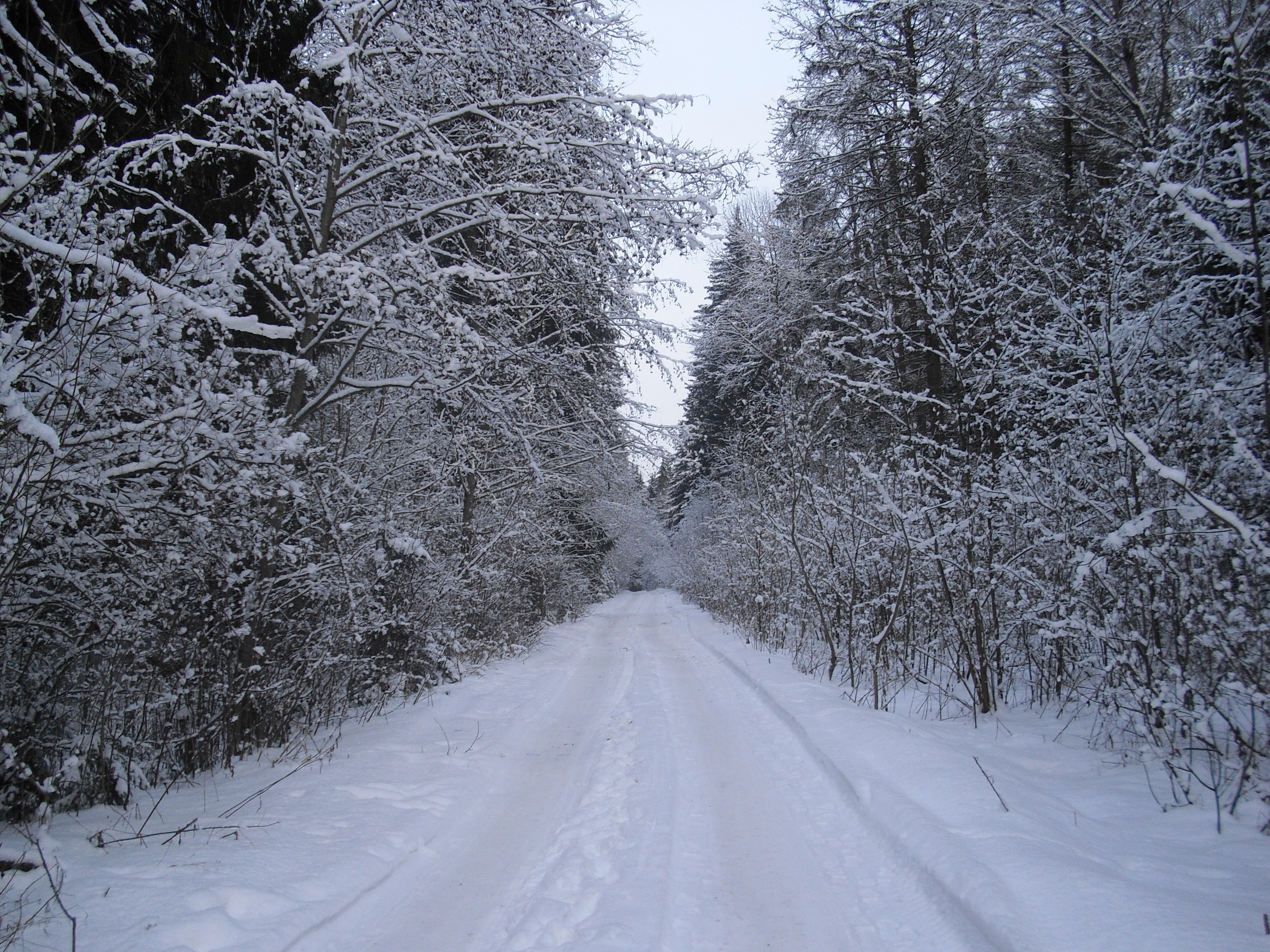 Дорога зима лес снег бесплатно