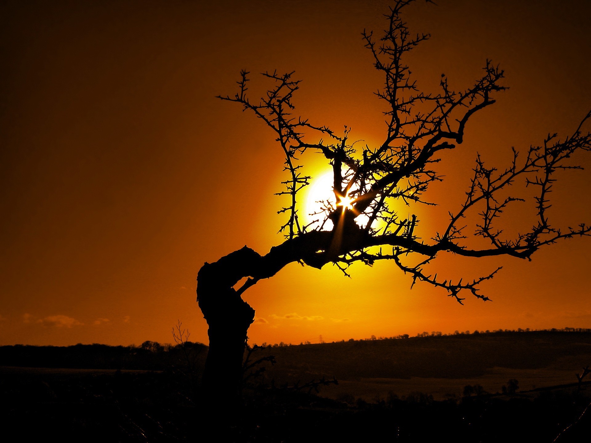 дерево солнце закат бесплатно