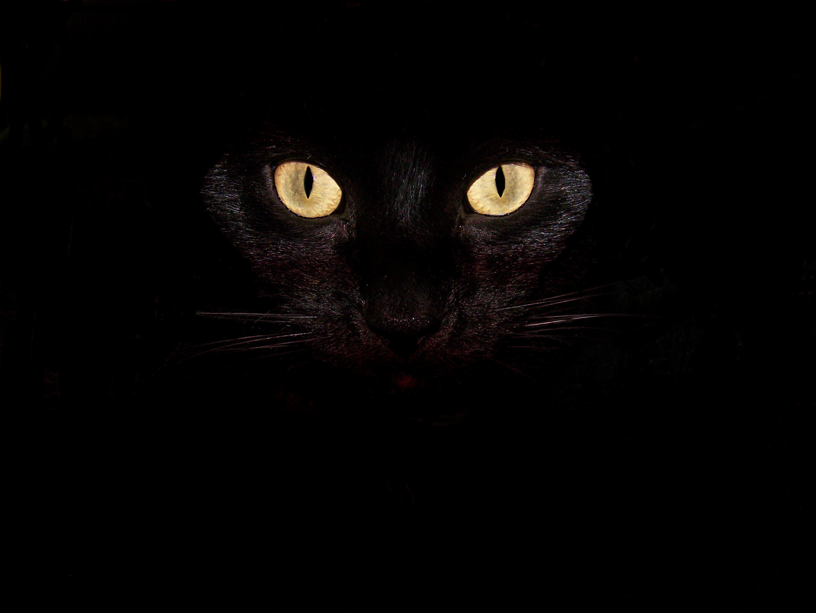 черный кот повязка глаза без смс
