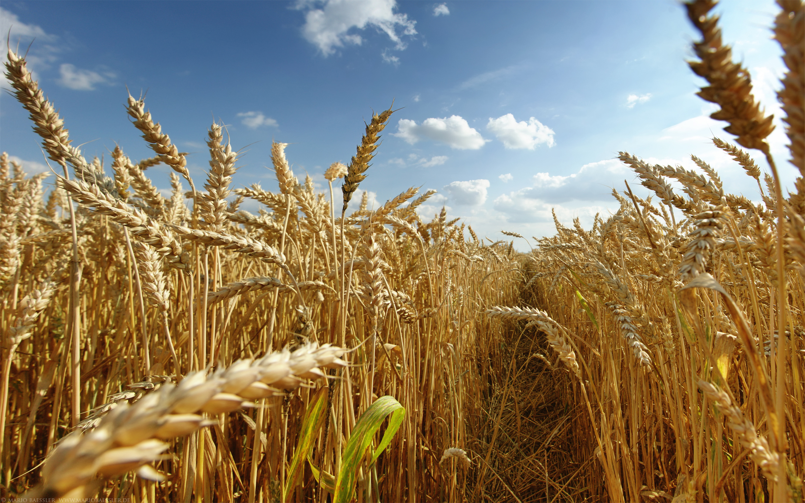 природа пшеница nature wheat загрузить