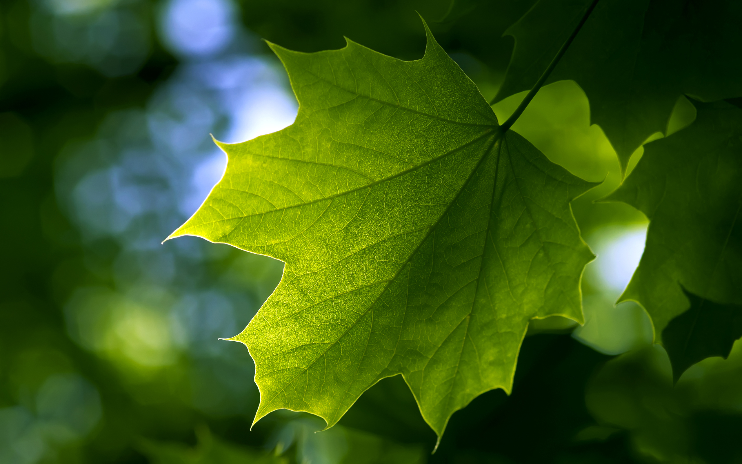 Листья картинки. Листья. Кленовый лист. Красивые листочки. Зеленый лист.