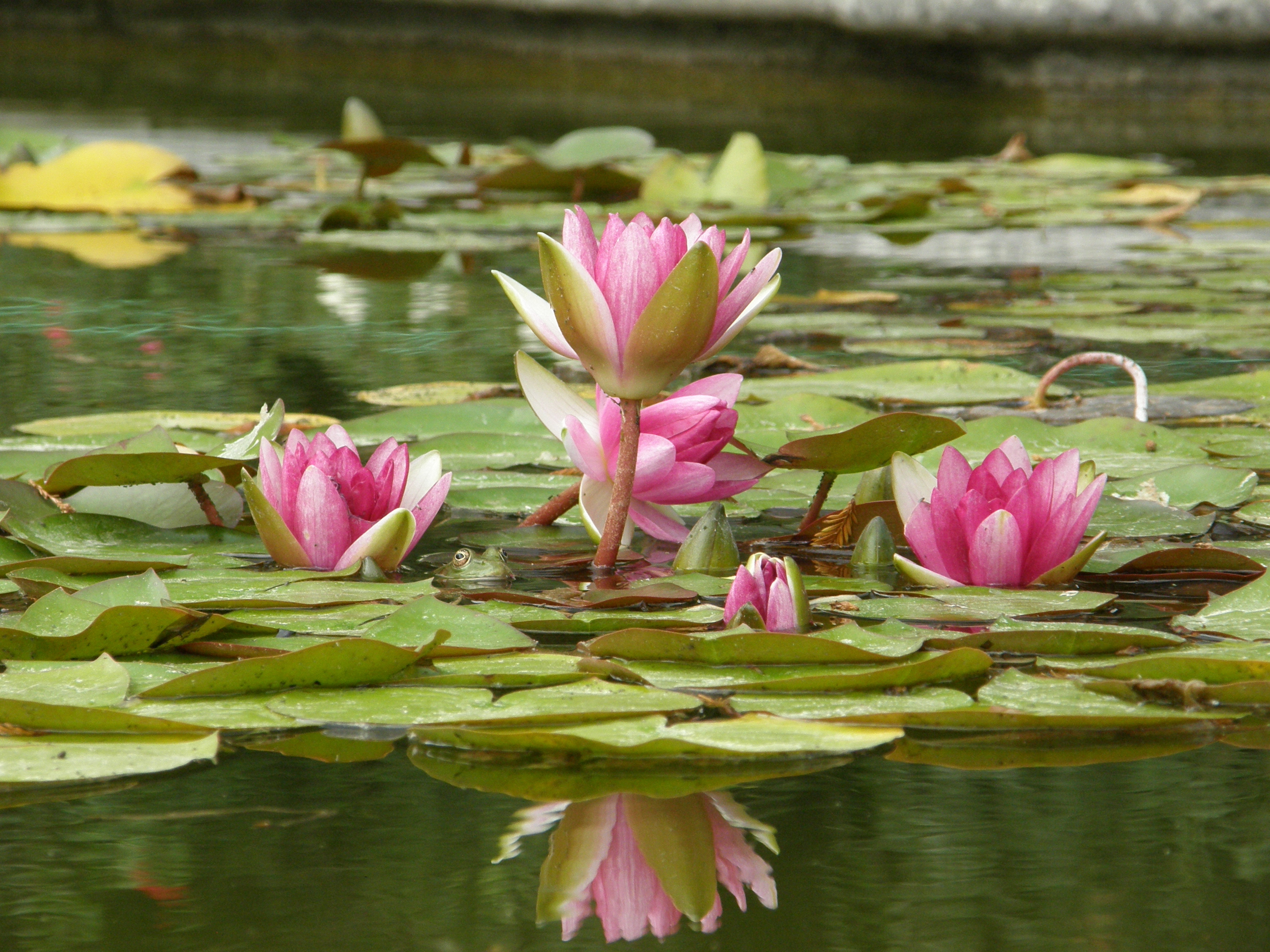 природа цветок вода Священный Лотос загрузить