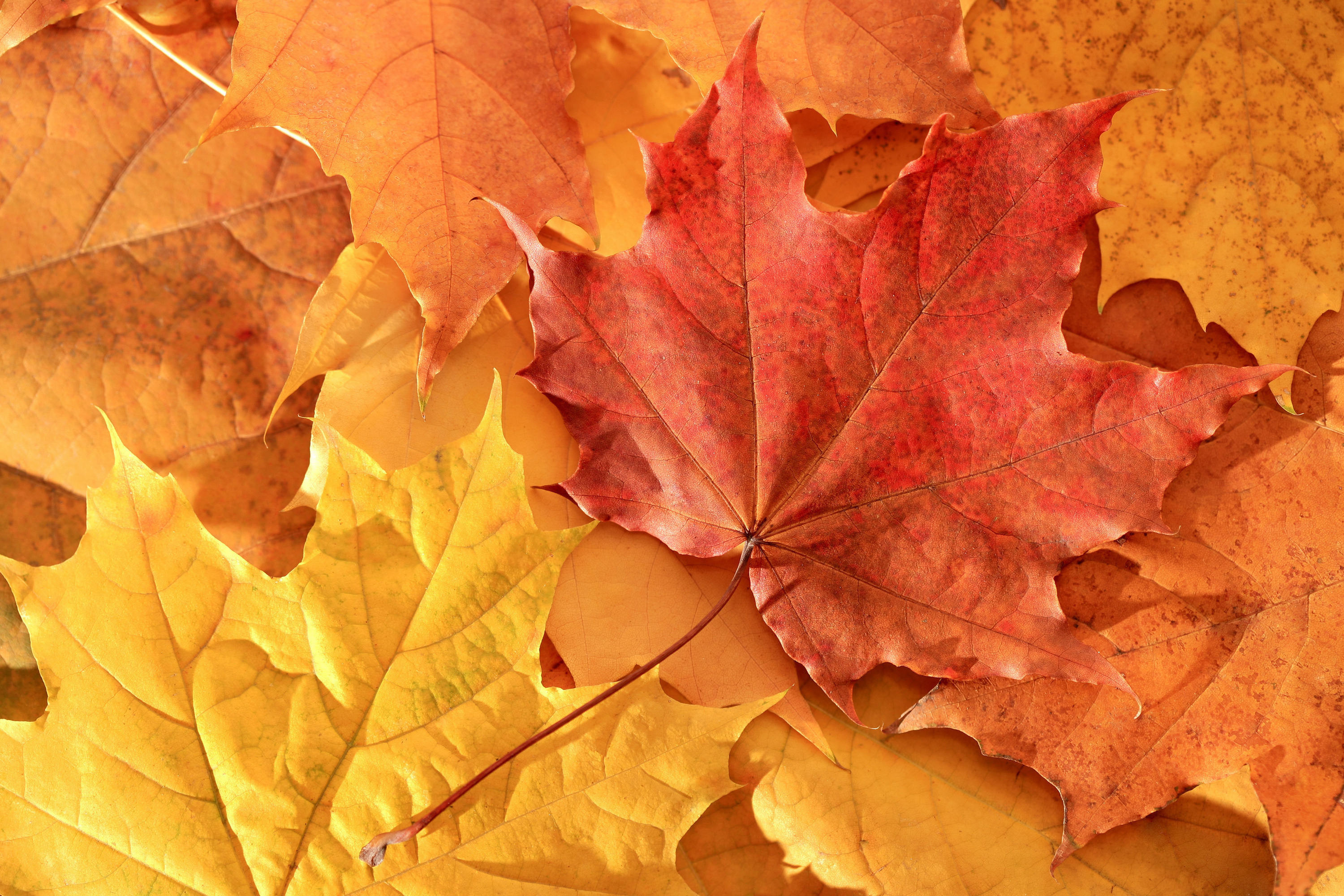 Листья осень ткань без смс