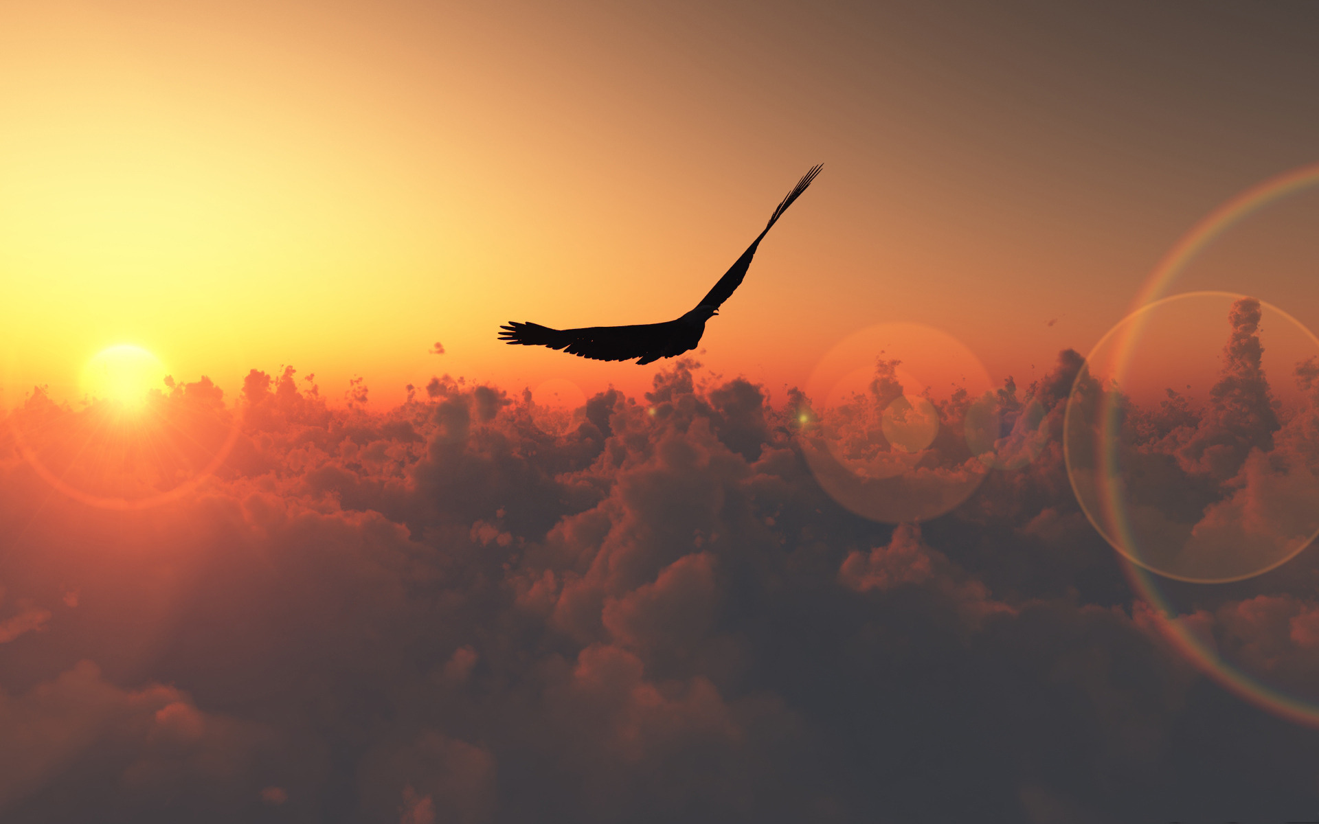 птица полет крылья море небо закат бесплатно