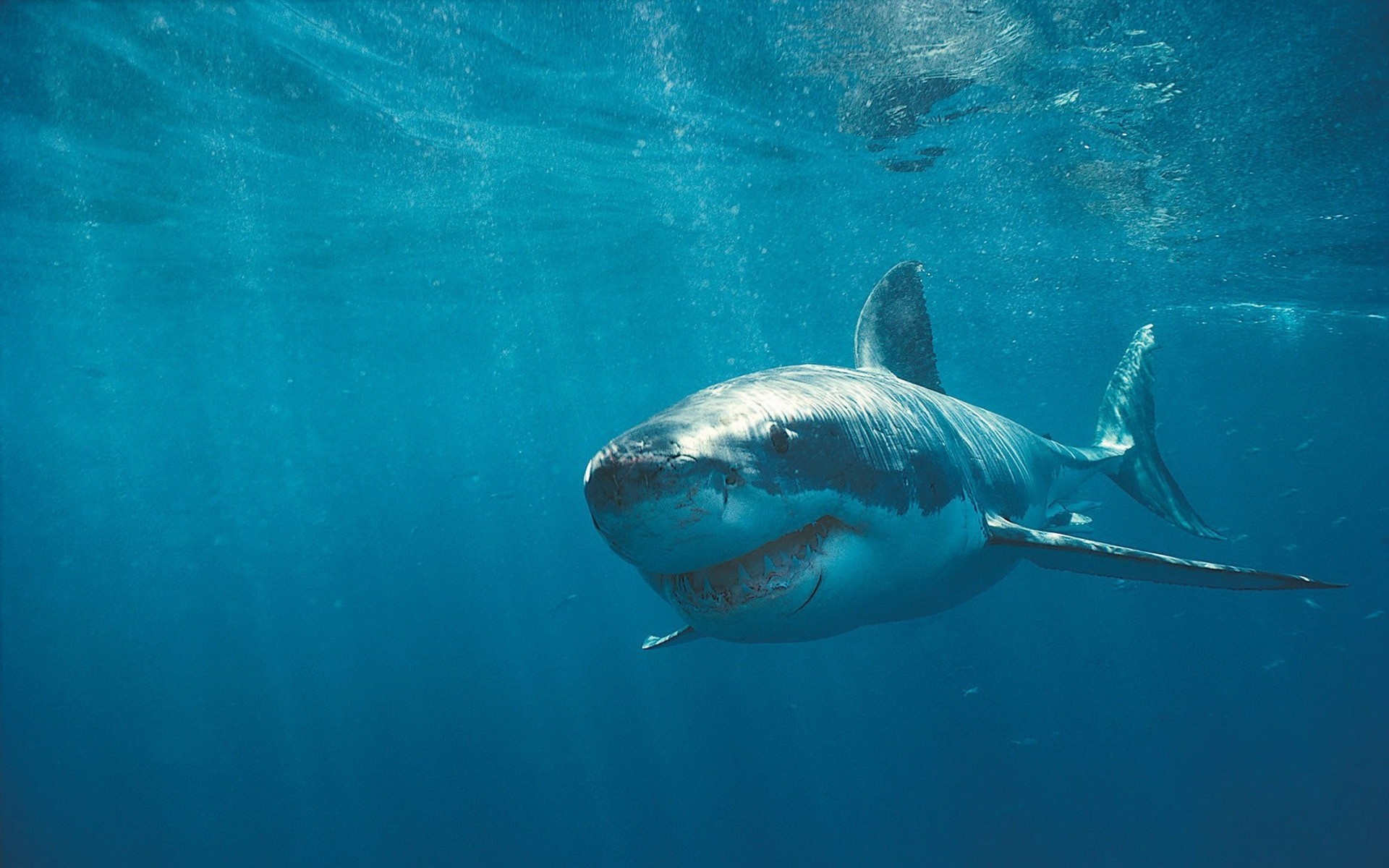 Скачать обои зубы, акула, шрамы, teeth, shark разрешение 1024x1024 #13990.