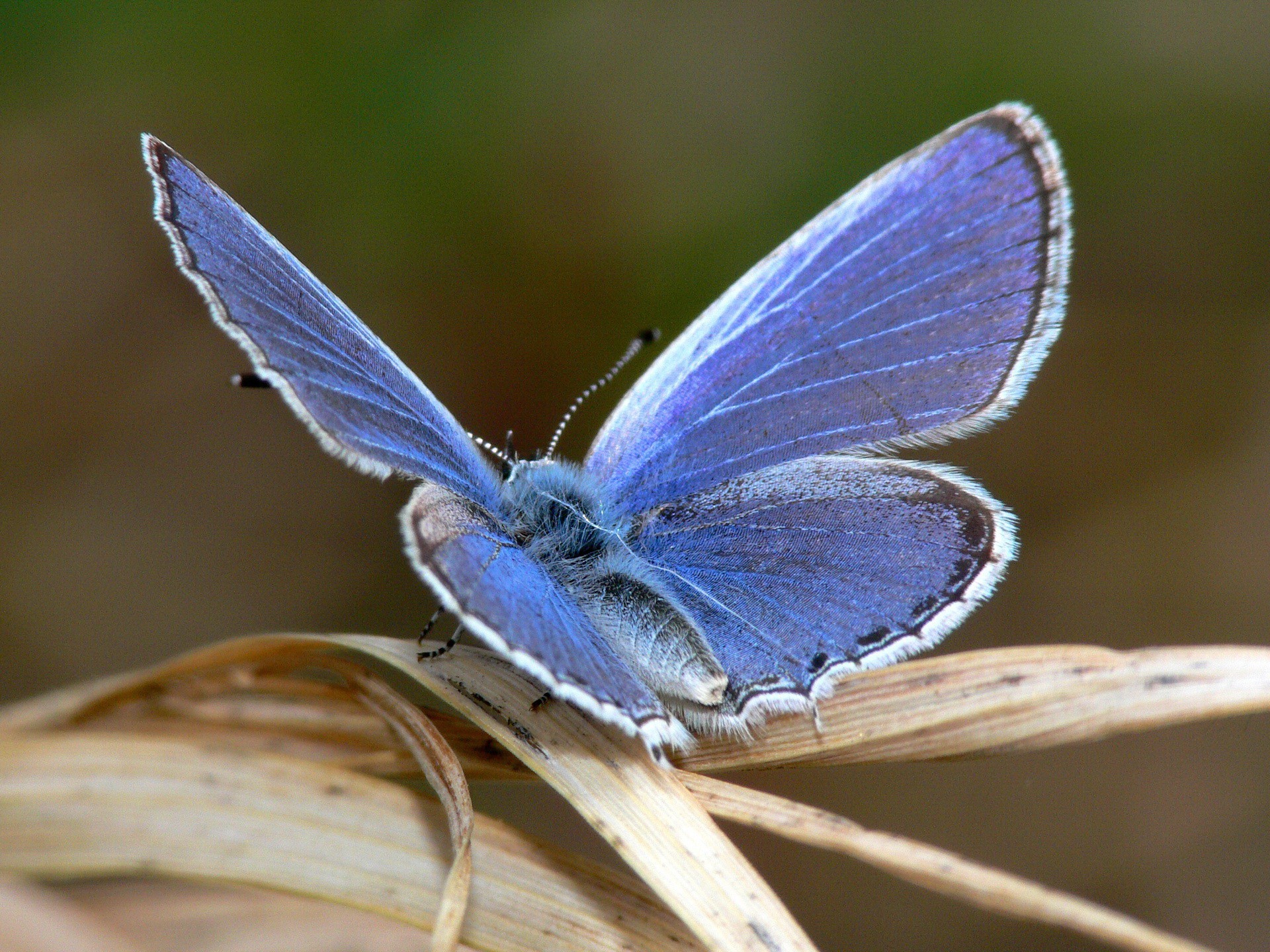 бабочка, прозрачные крылья бесплатно